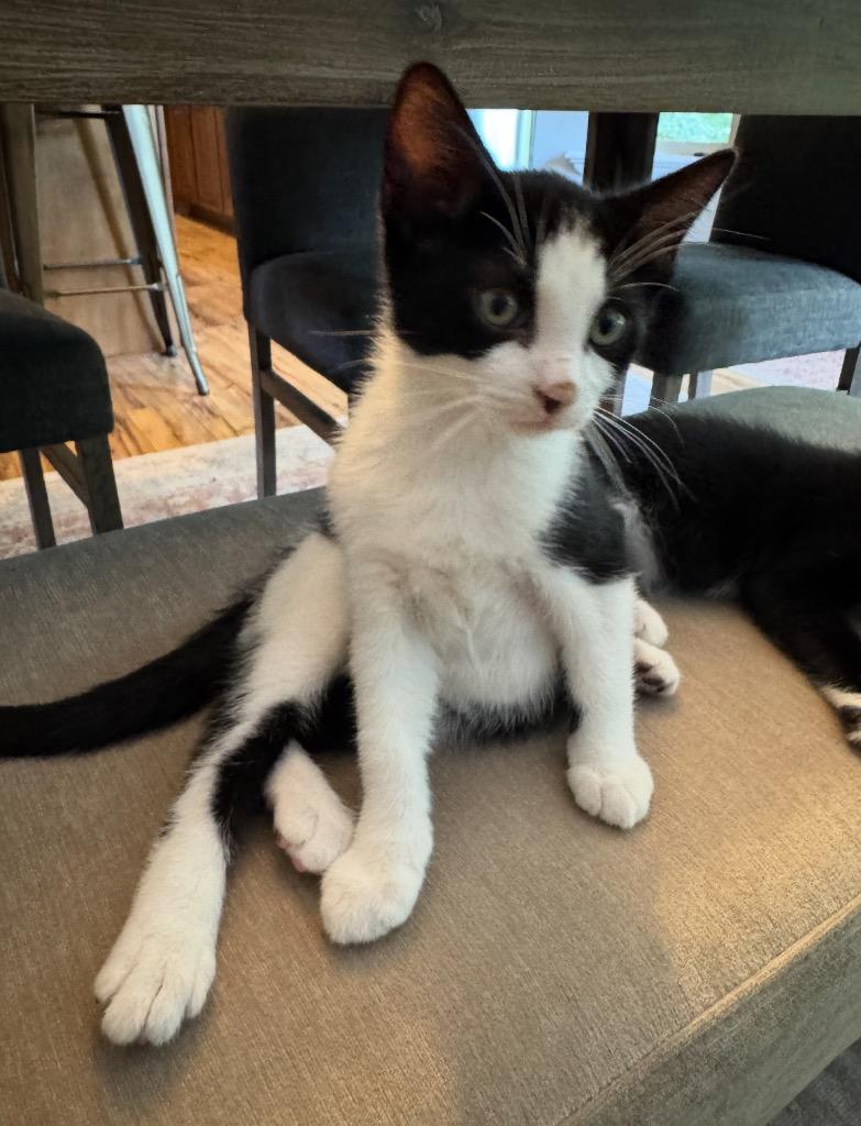 Domino, Adoptable, Young Male Domestic Short Hair.