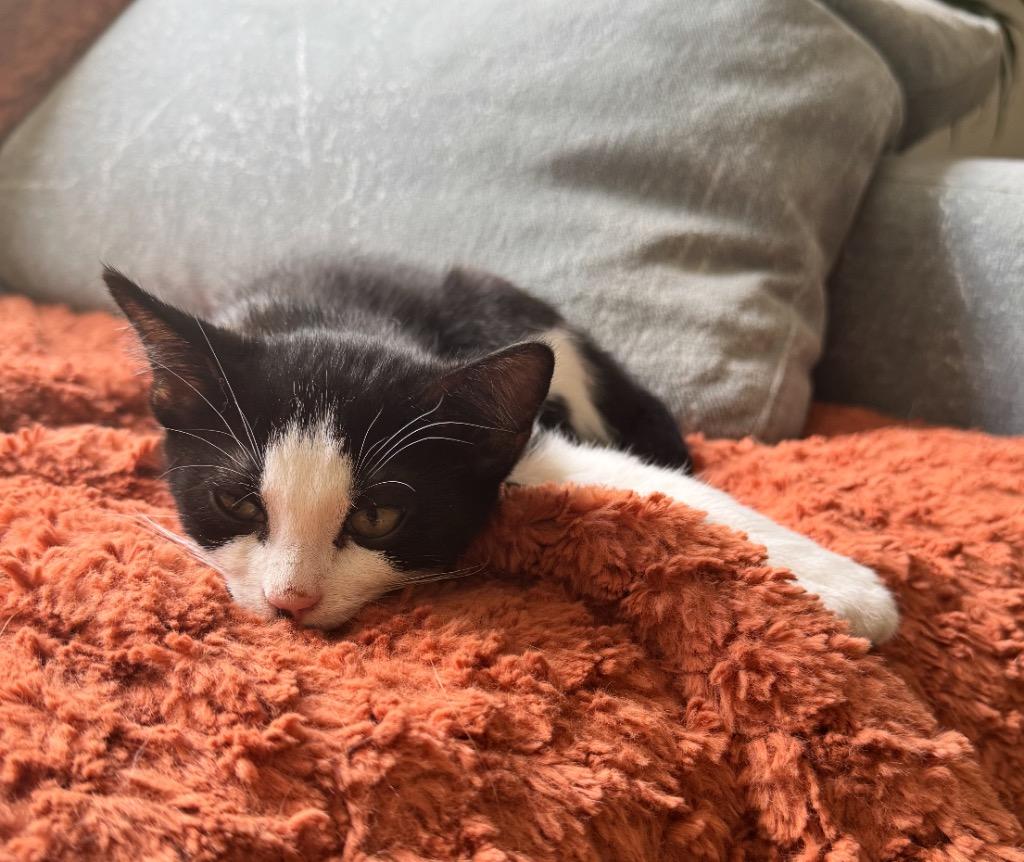 Domino, Adoptable, Young Male Domestic Short Hair.