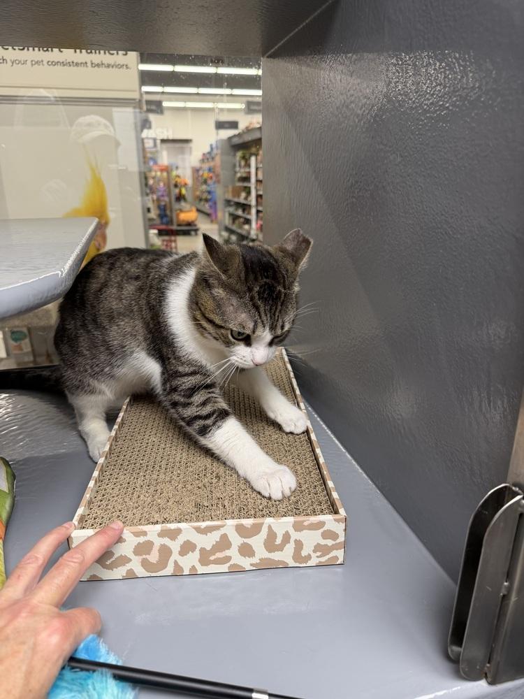 Peter - FIV, Adoptable, Adult Male Domestic Medium Hair.