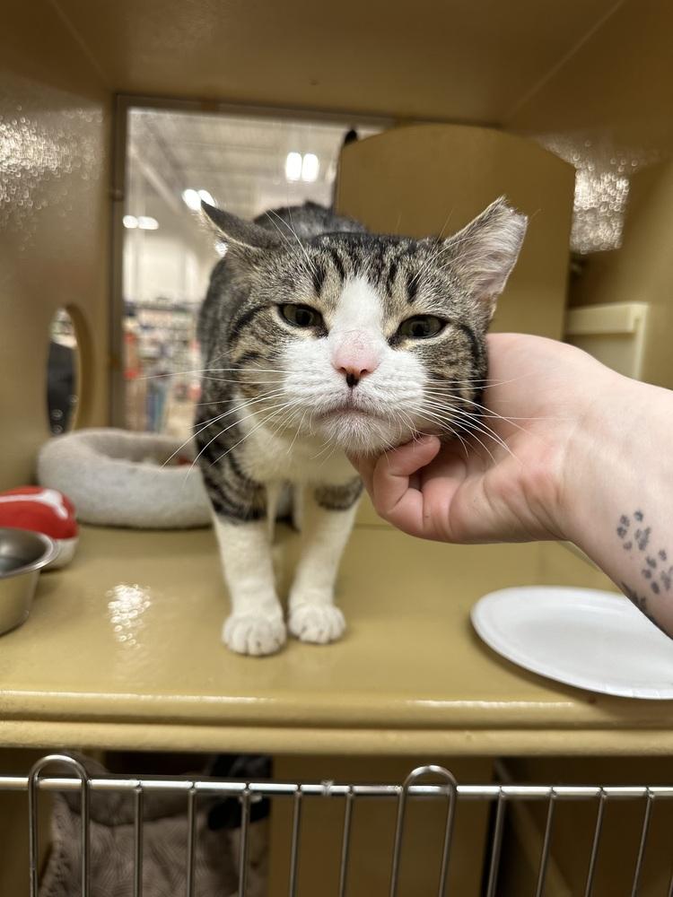 Peter - FIV, a Adoptable Domestic Medium Hair in East hartford, CT image 2/6
