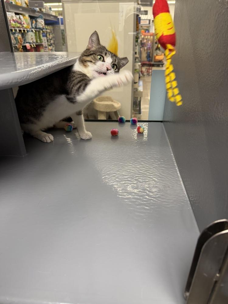 Peter - FIV, a Adoptable Domestic Medium Hair in East hartford, CT image 3/6