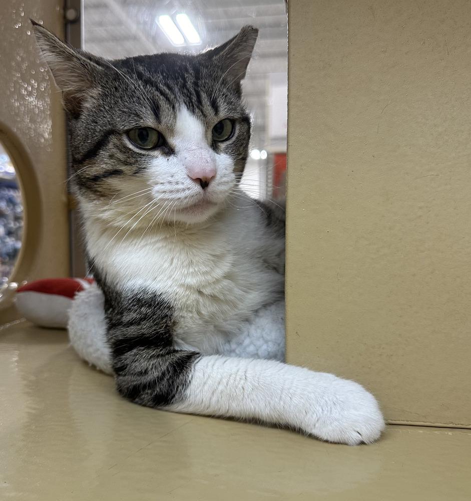 Peter - FIV, a Adoptable Domestic Medium Hair in East hartford, CT image 4/6
