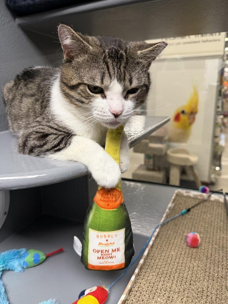 Peter - FIV, a Adoptable Domestic Medium Hair in East hartford, CT image 5/6