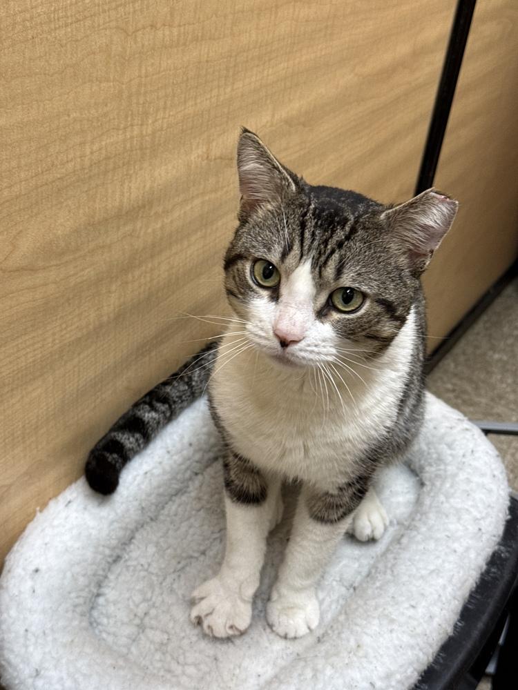 Peter - FIV, a Adoptable Domestic Medium Hair in East hartford, CT image 6/6