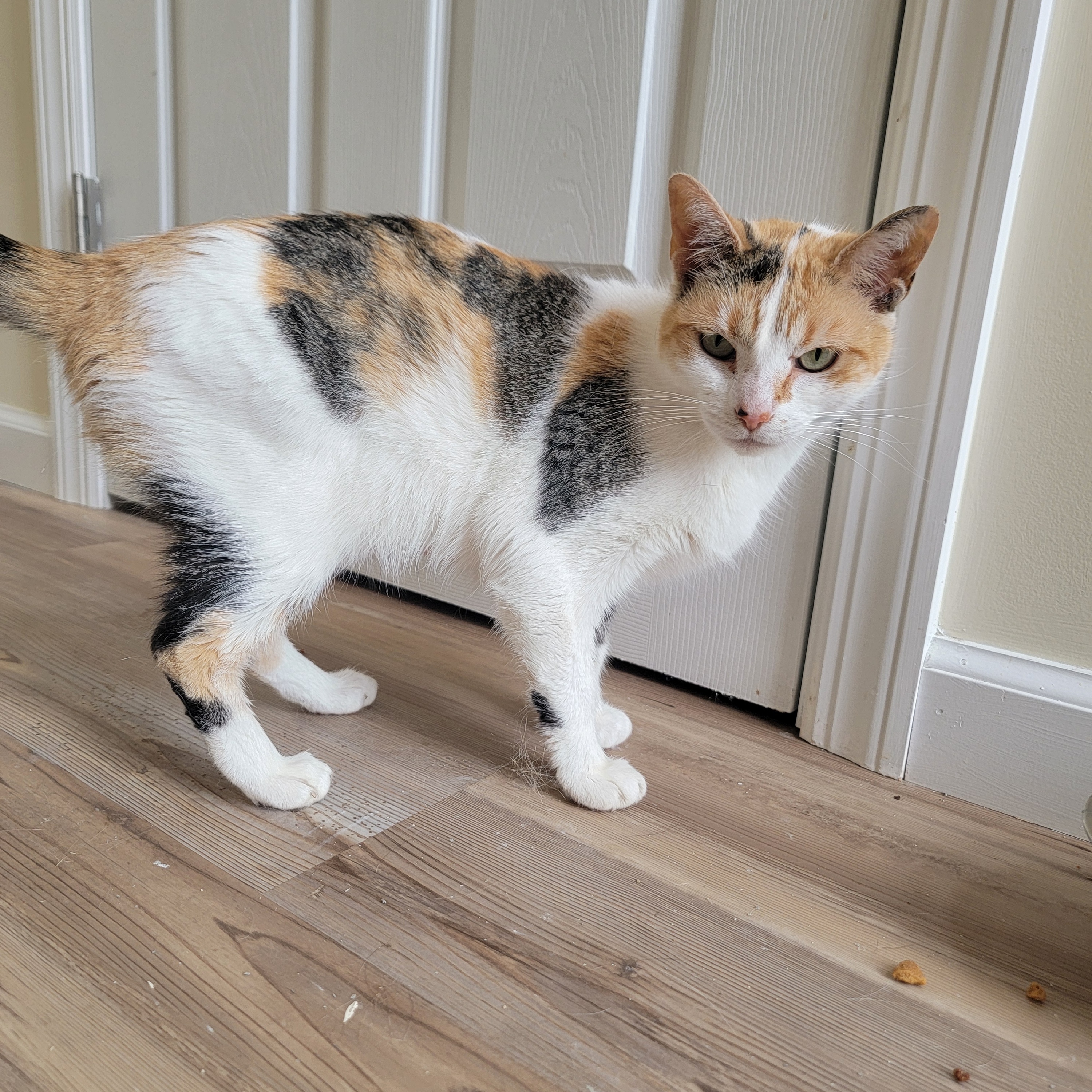 Cat for adoption Butters, a Domestic Short Hair in Kerhonkson, NY