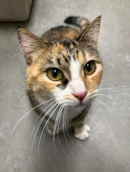 Bianca, an adoptable Domestic Short Hair in Millville, UT, 84326 | Photo Image 5