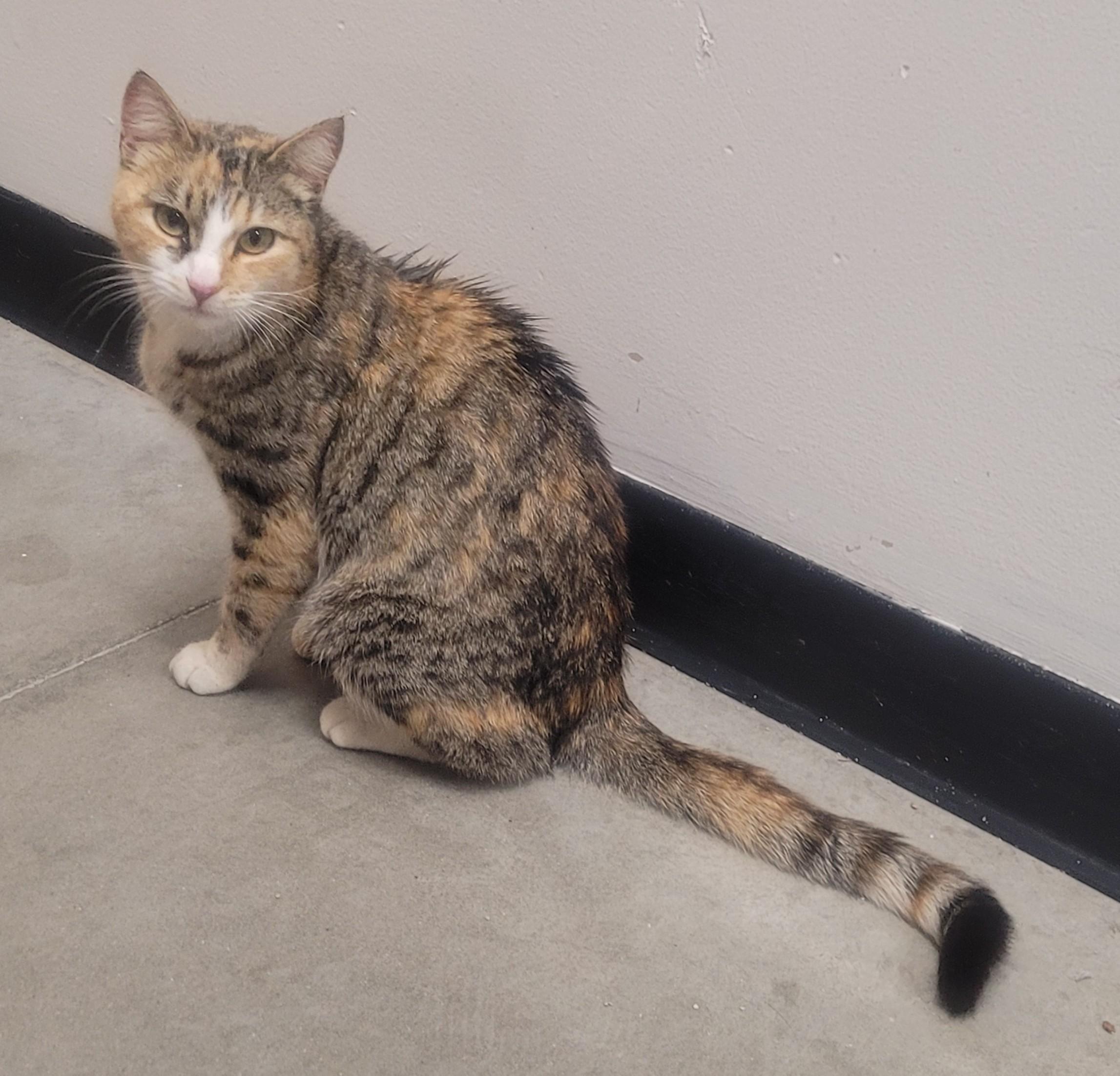 Bianca, an adoptable Domestic Short Hair in Millville, UT, 84326 | Photo Image 3
