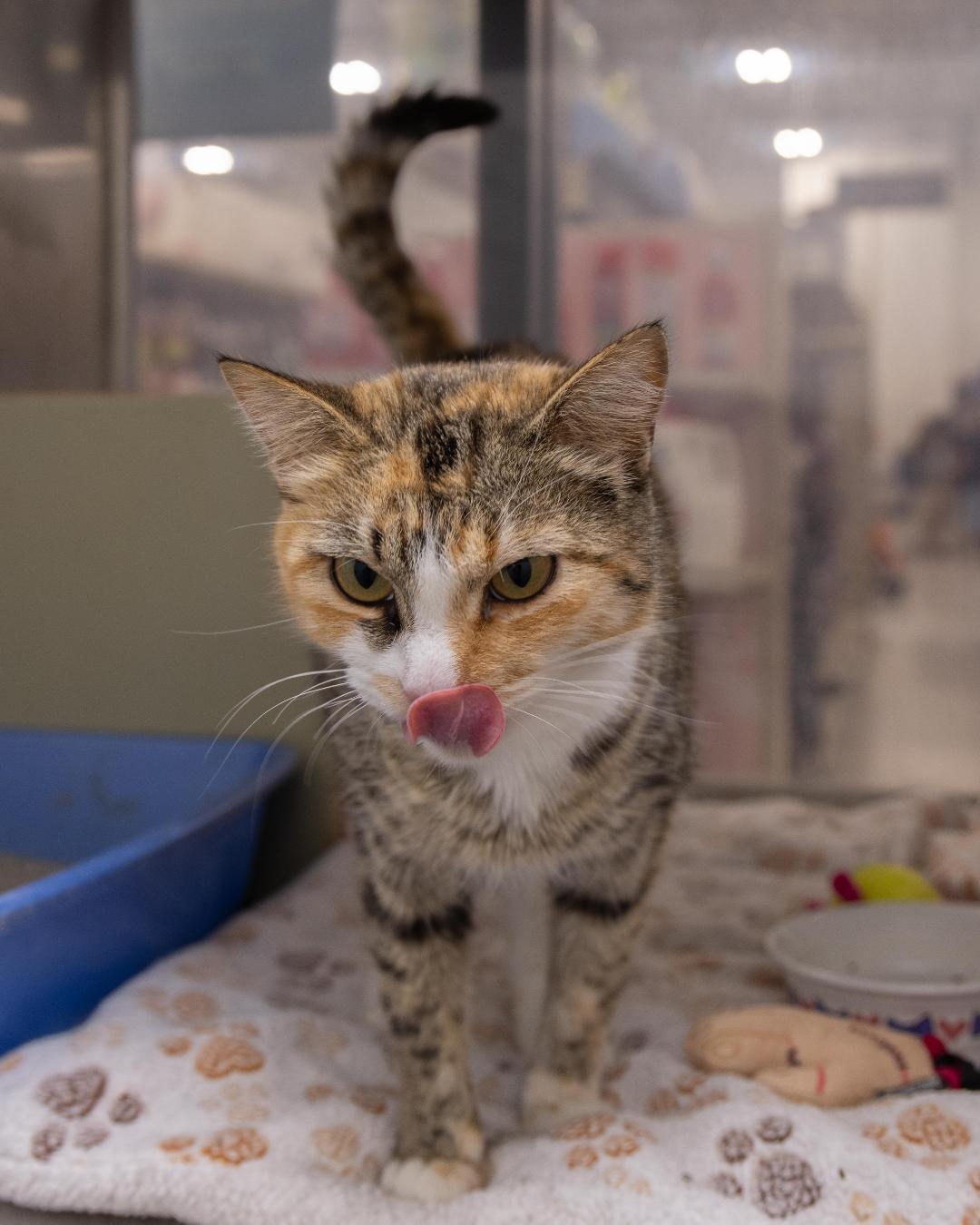 Bianca, an adoptable Domestic Short Hair in Millville, UT, 84326 | Photo Image 1