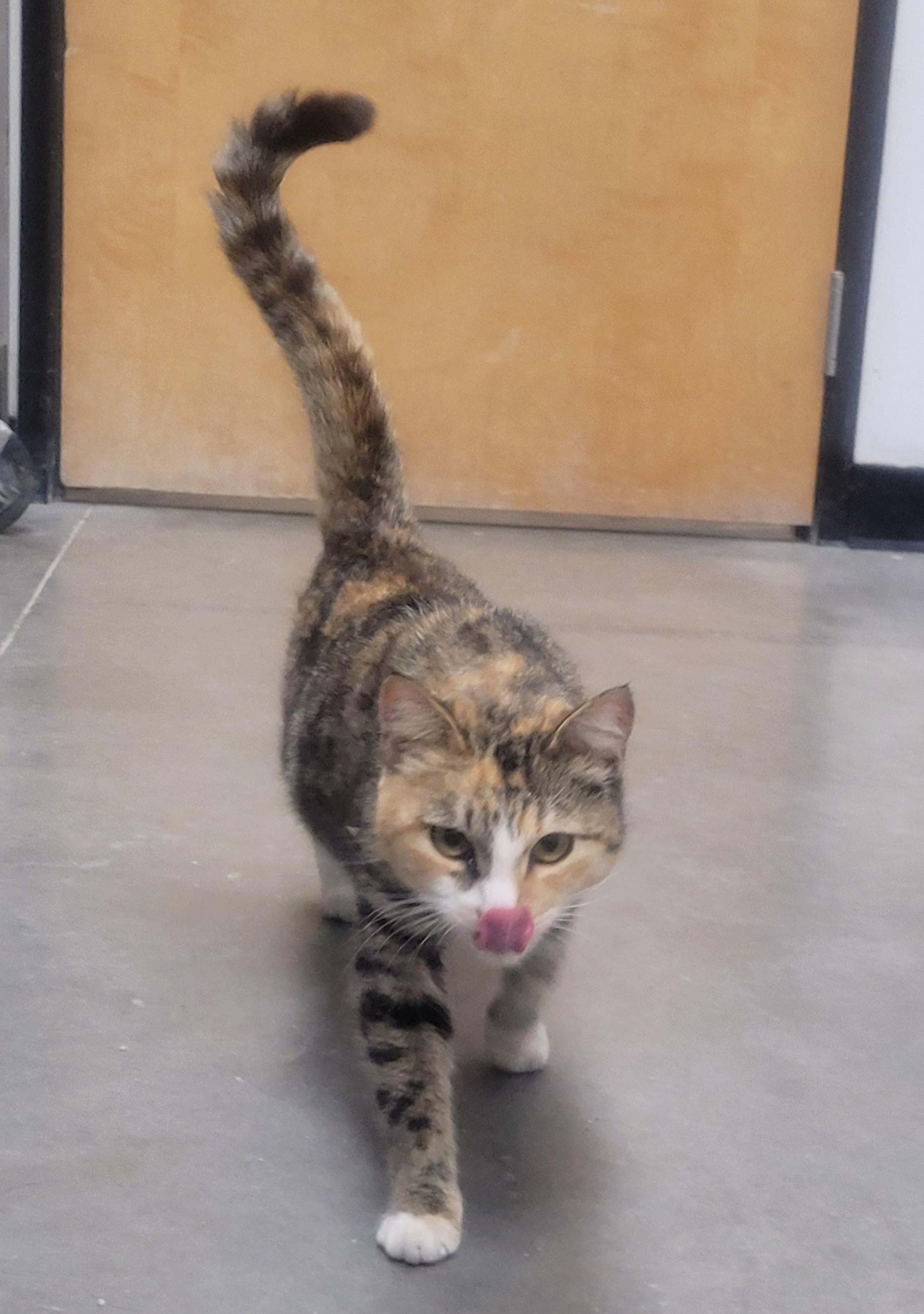 Bianca, an adoptable Domestic Short Hair in Millville, UT, 84326 | Photo Image 4