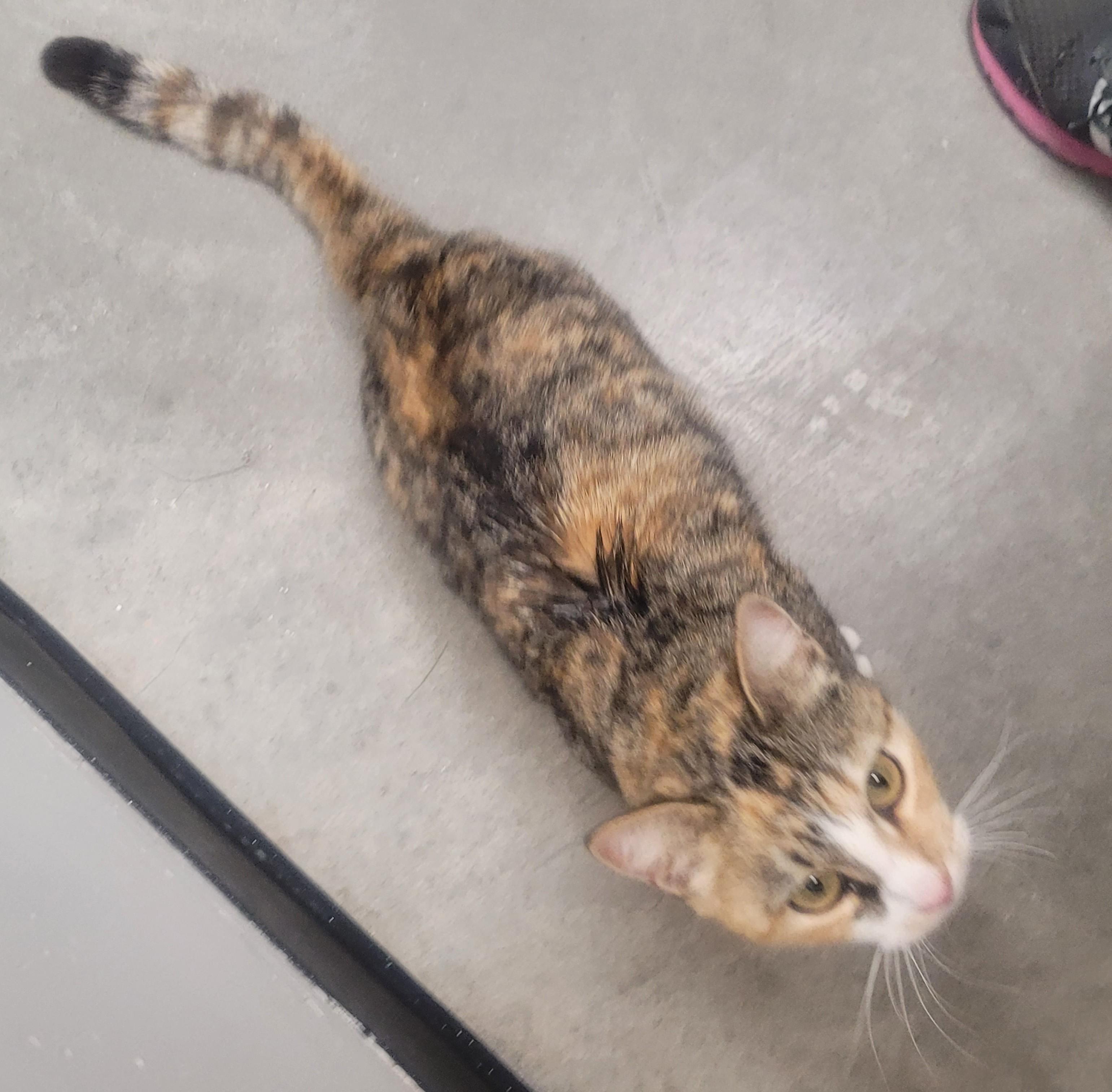 Bianca, an adoptable Domestic Short Hair in Millville, UT, 84326 | Photo Image 2
