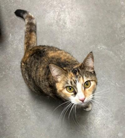 Bianca, an adoptable Domestic Short Hair in Millville, UT, 84326 | Photo Image 1