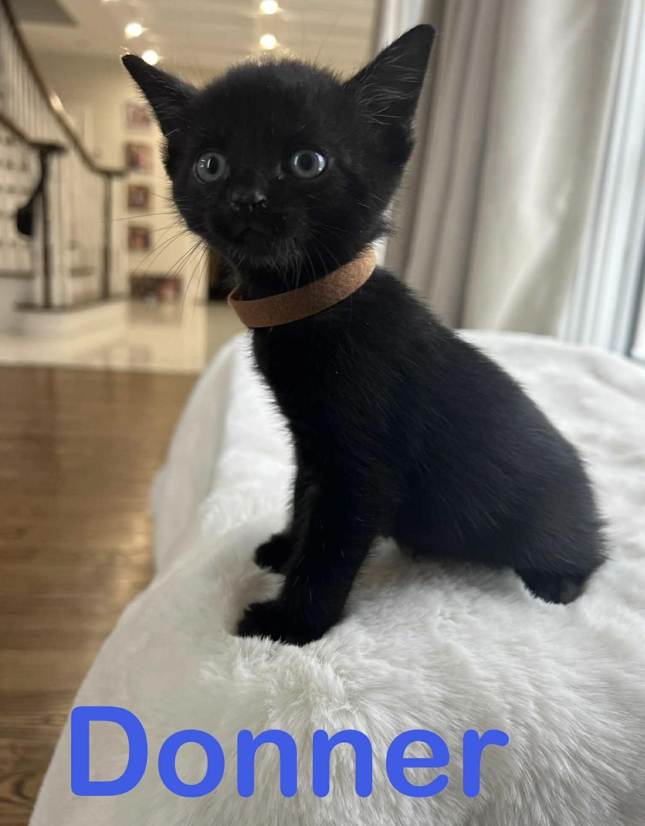 Enlarge Fireball and siblings , an adopted American Shorthair in Staten Island, NY image 3/6