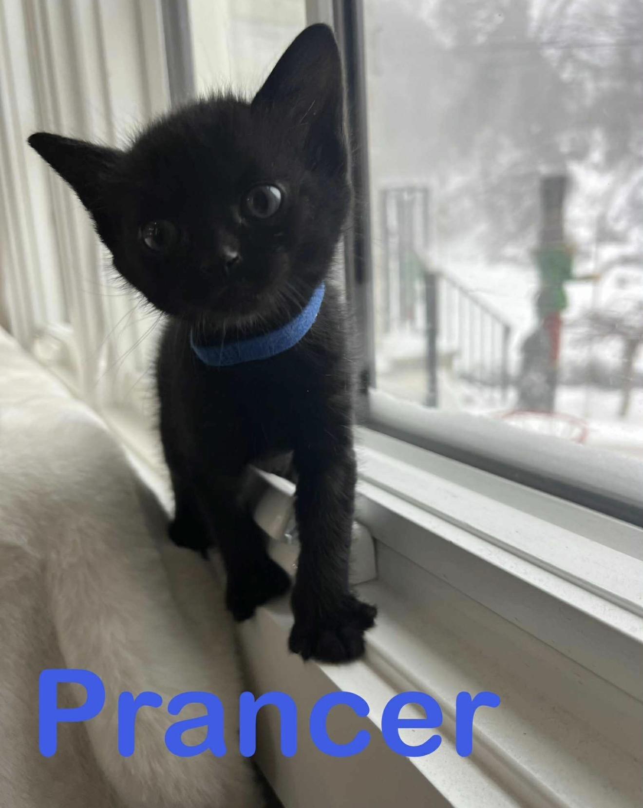 Fireball And Siblings thumbnail 5