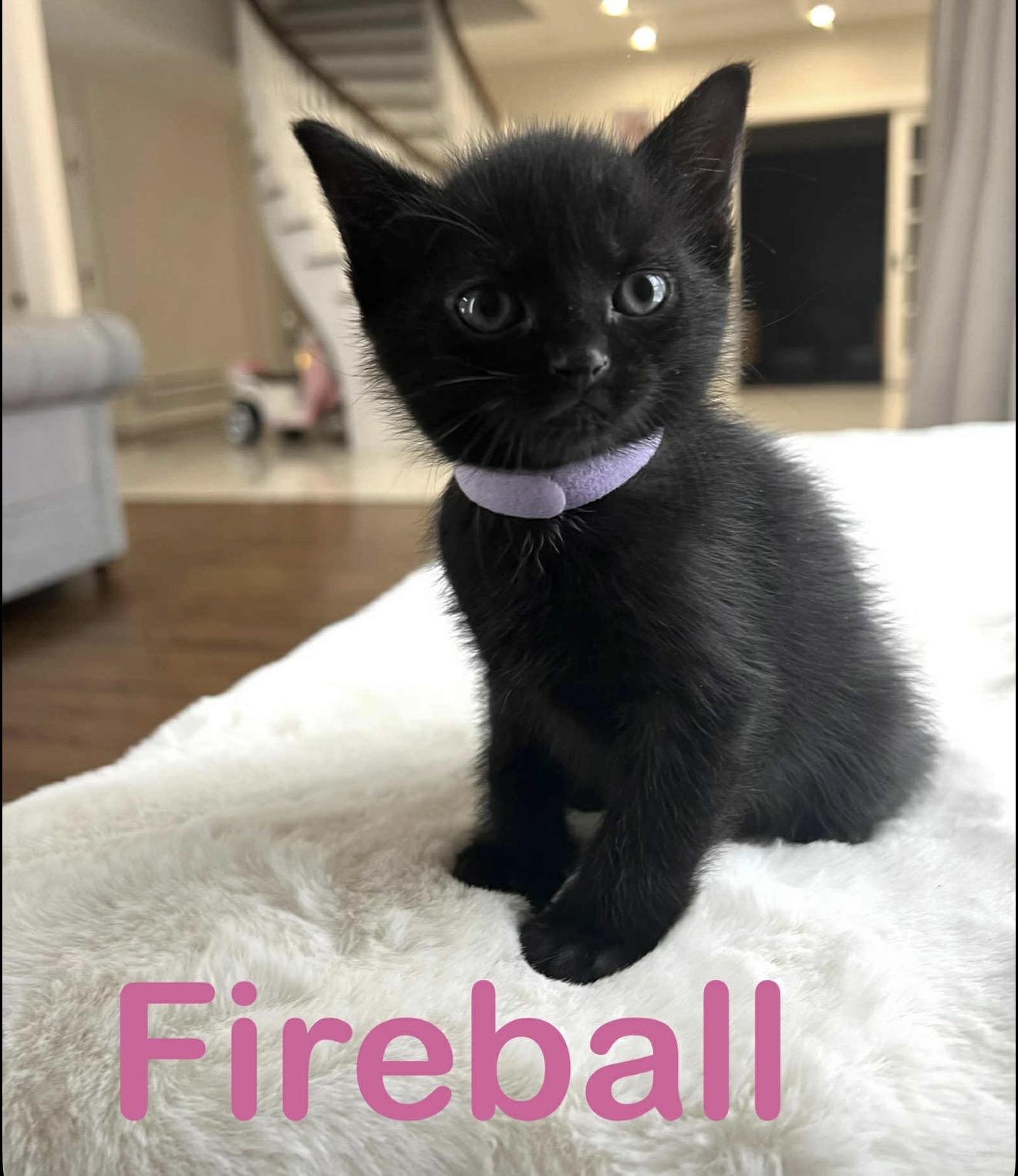 Enlarge Fireball and siblings , an adopted American Shorthair in Staten Island, NY image 1/6