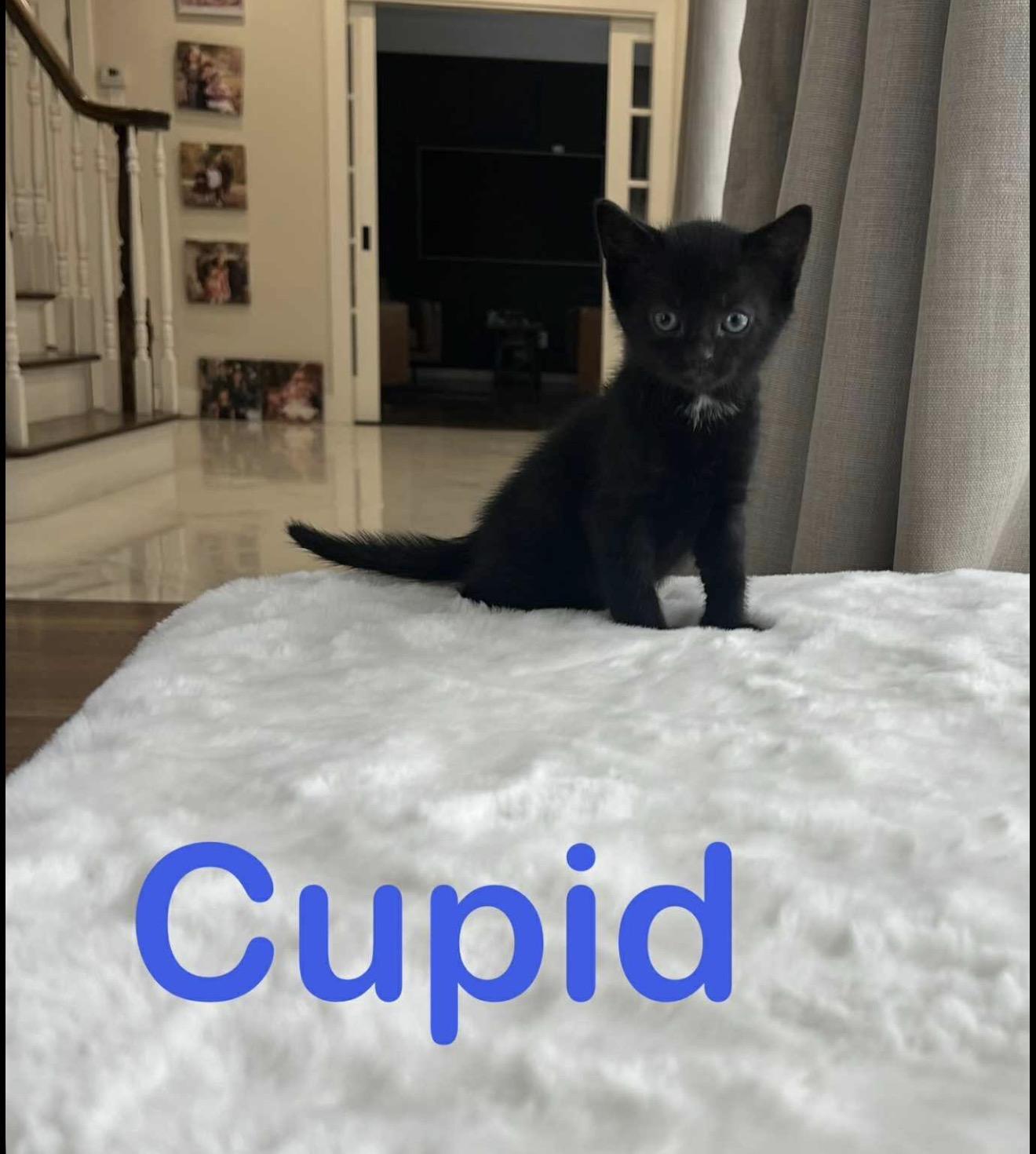 Enlarge Fireball and siblings , an adopted American Shorthair in Staten Island, NY image 6/6