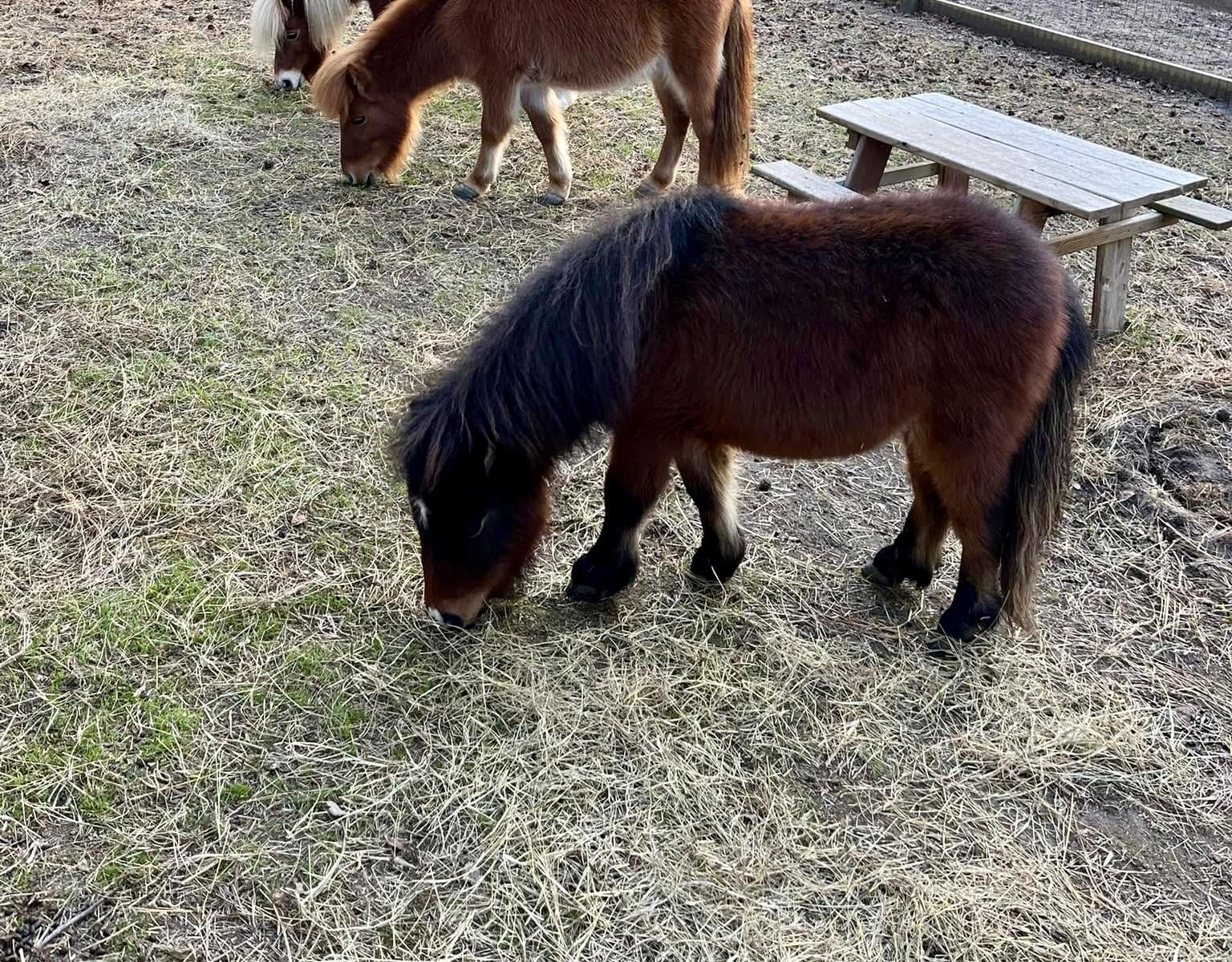 Camilla, Adopted, Young Female Grade.