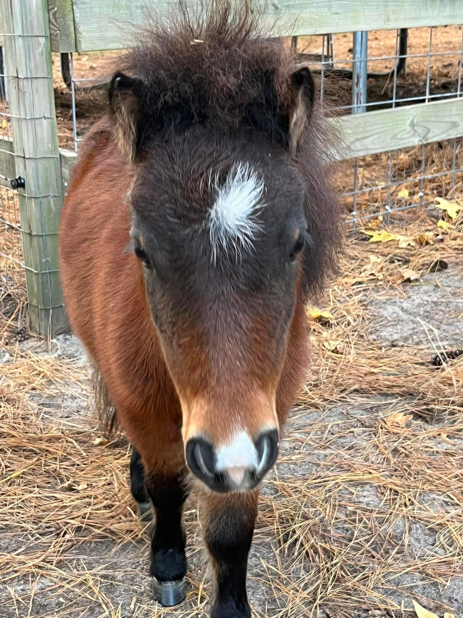 Camilla, a Adopted Grade in Grandy, NC image 2/5