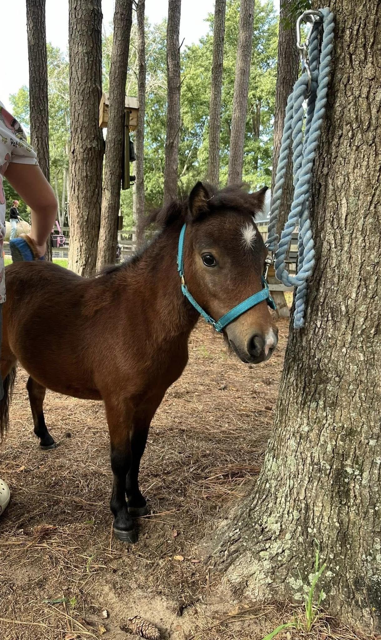 Camilla, a Adopted Grade in Grandy, NC image 3/5