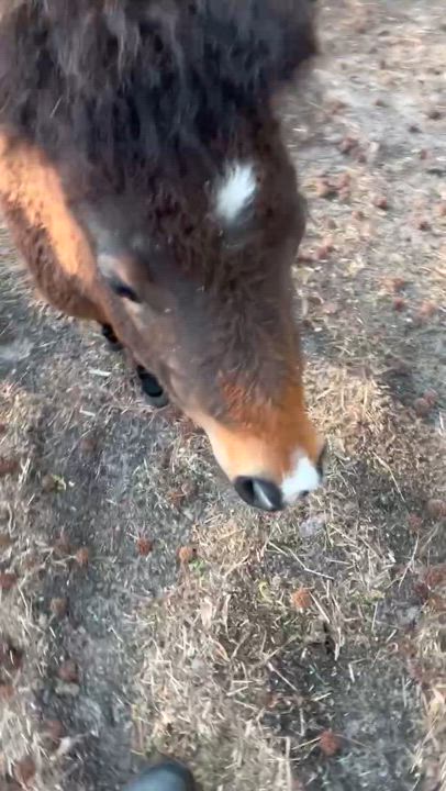 Enlarge Camilla, a Adopted Grade in Grandy, NC video 4/5