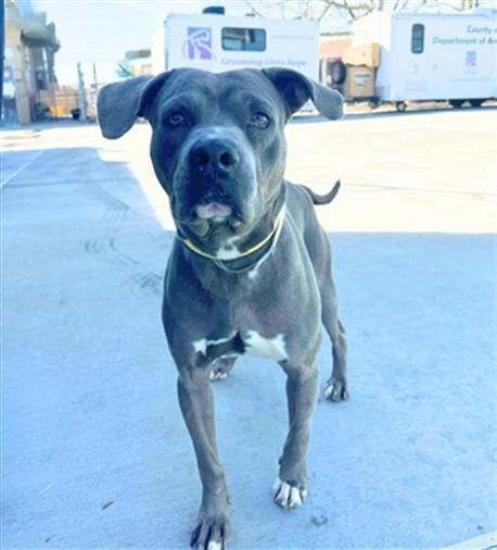 FORDSTOR, Adoptable, Adult Male Pit Bull Terrier.