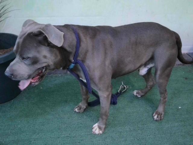 FORDSTOR, Adoptable, Adult Male Pit Bull Terrier.