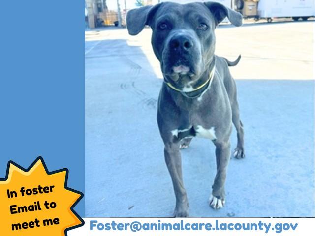 FORDSTER, Adoptable, Adult Male Pit Bull Terrier.