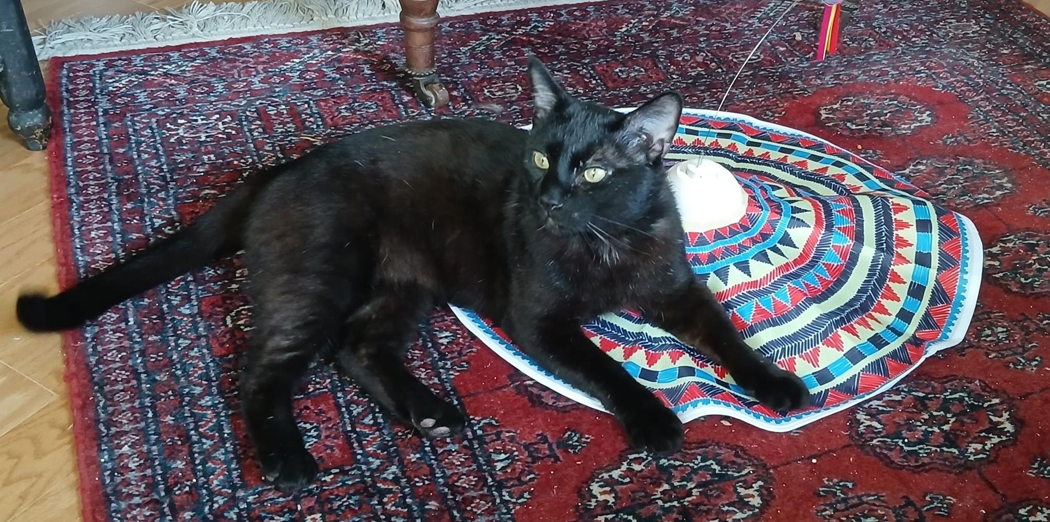 Enlarge Benny, a ADOPTABLE Domestic Short Hair in Roslindale, MA image 2/4