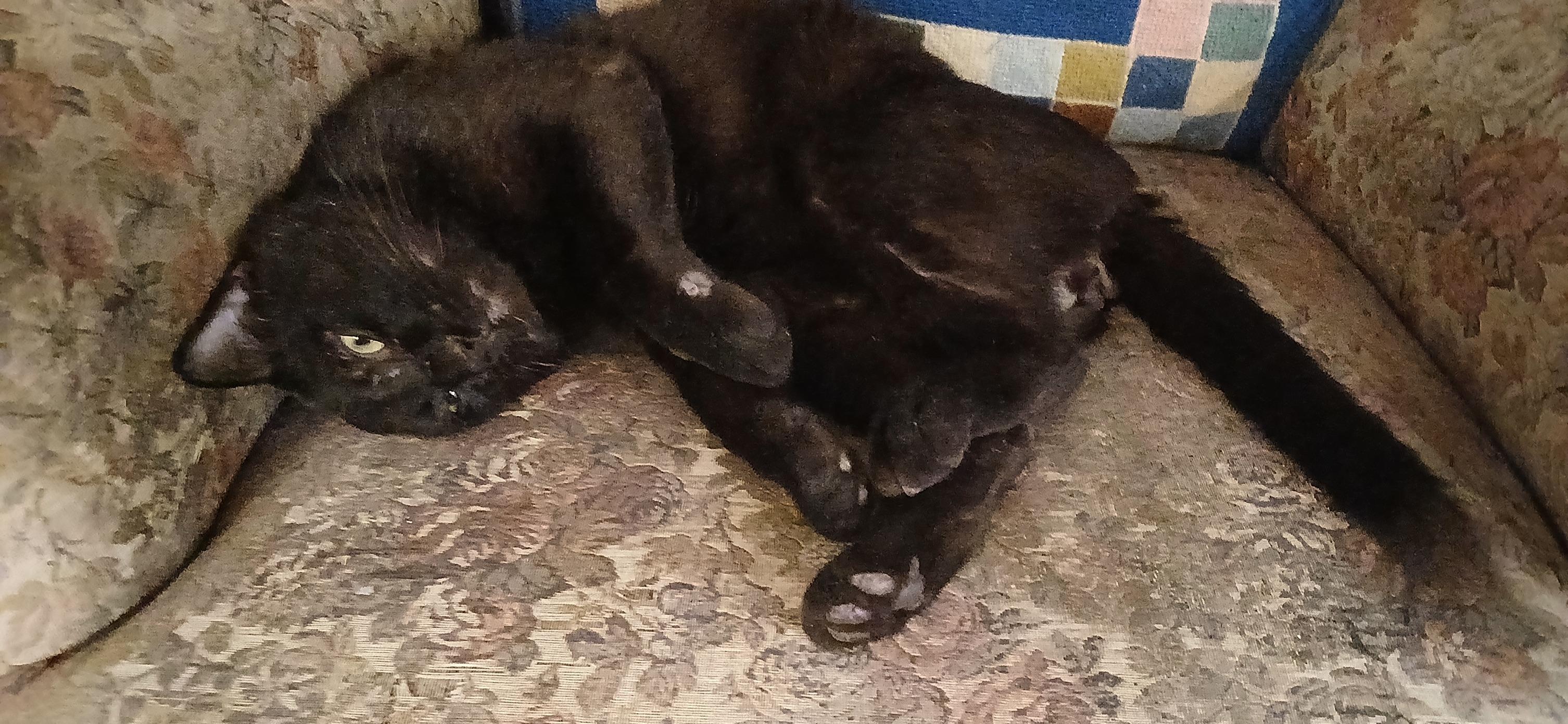 Benny, ADOPTABLE, Adult Male Domestic Short Hair.