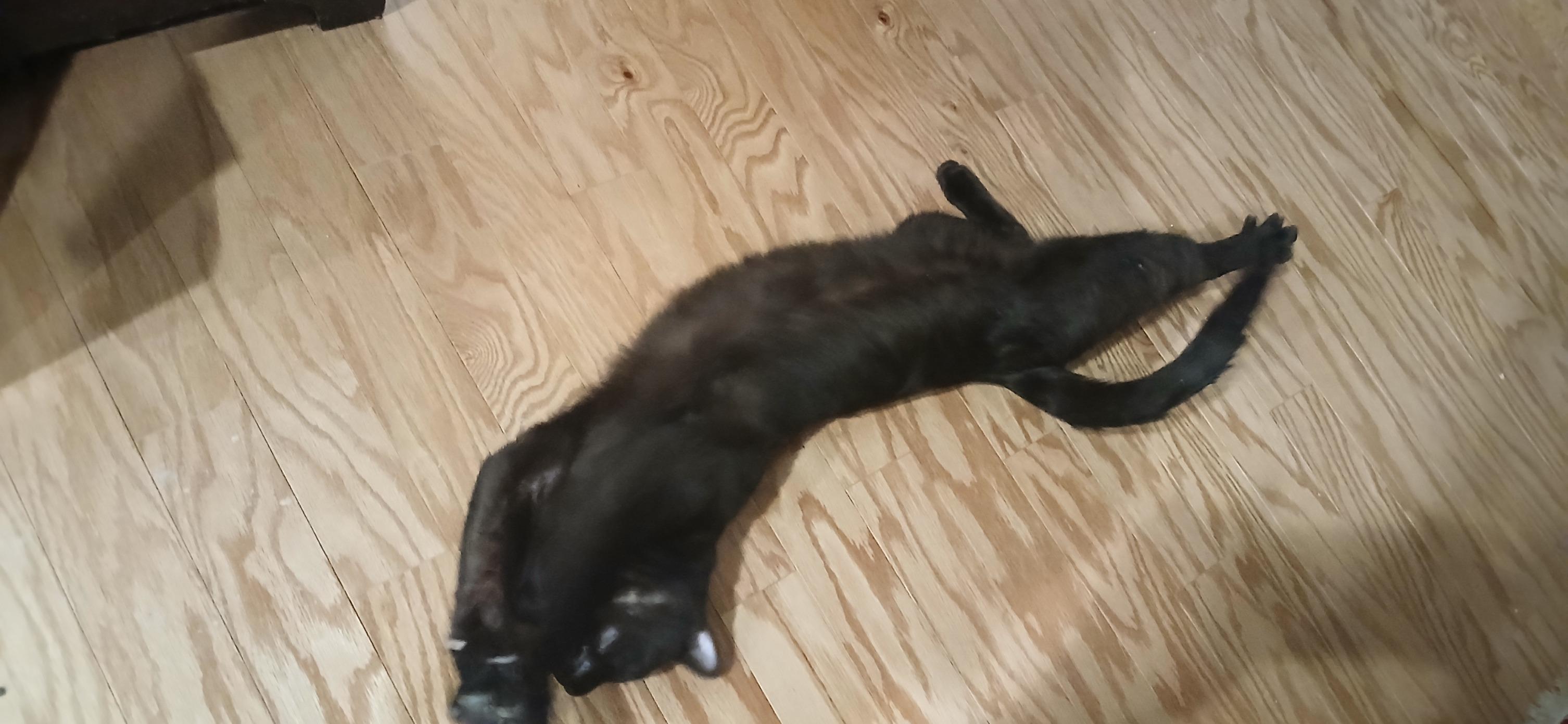 Benny, a ADOPTABLE Domestic Short Hair in Roslindale, MA image 2/4