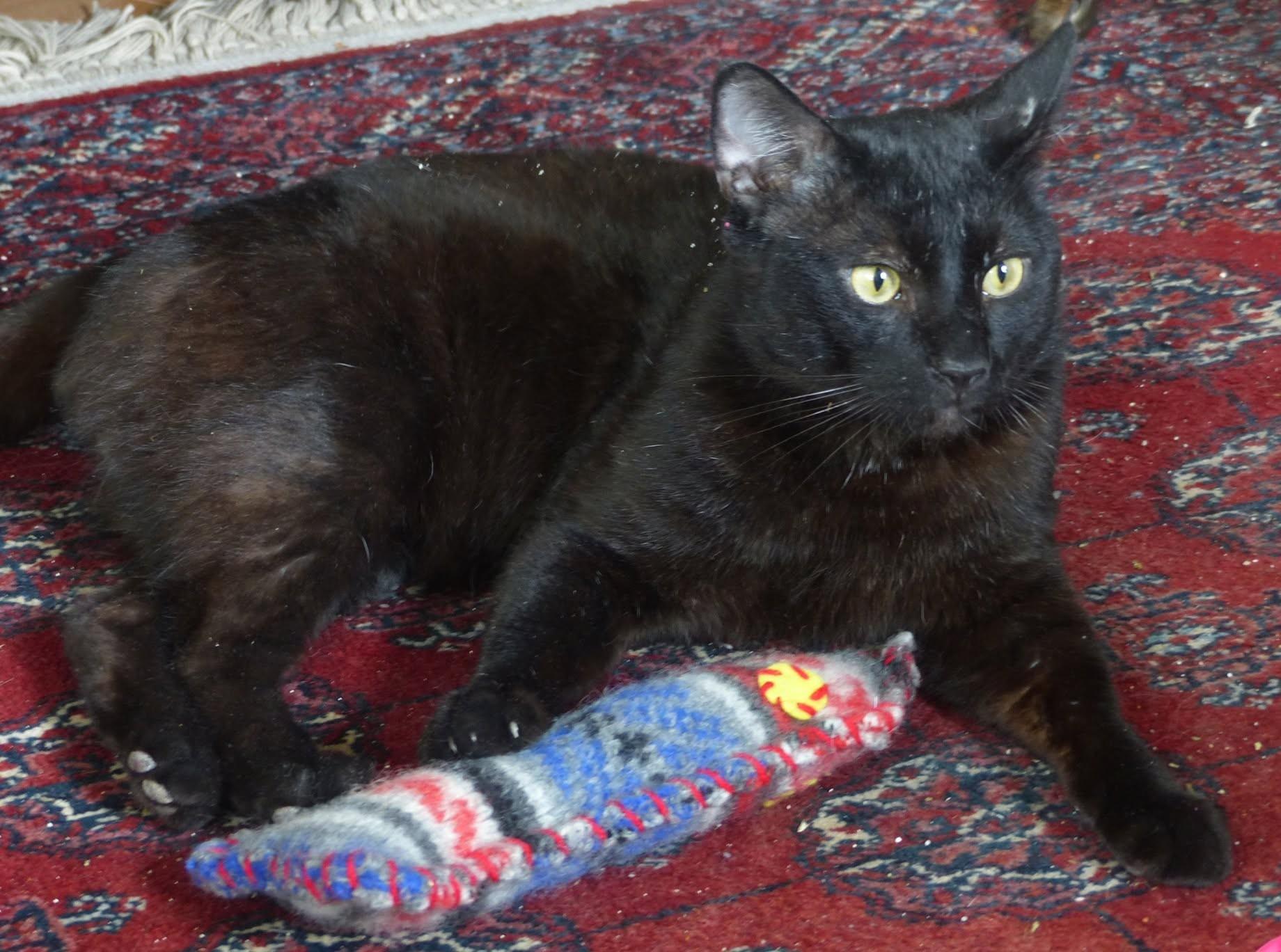 Enlarge Benny, a ADOPTABLE Domestic Short Hair in Roslindale, MA image 3/4