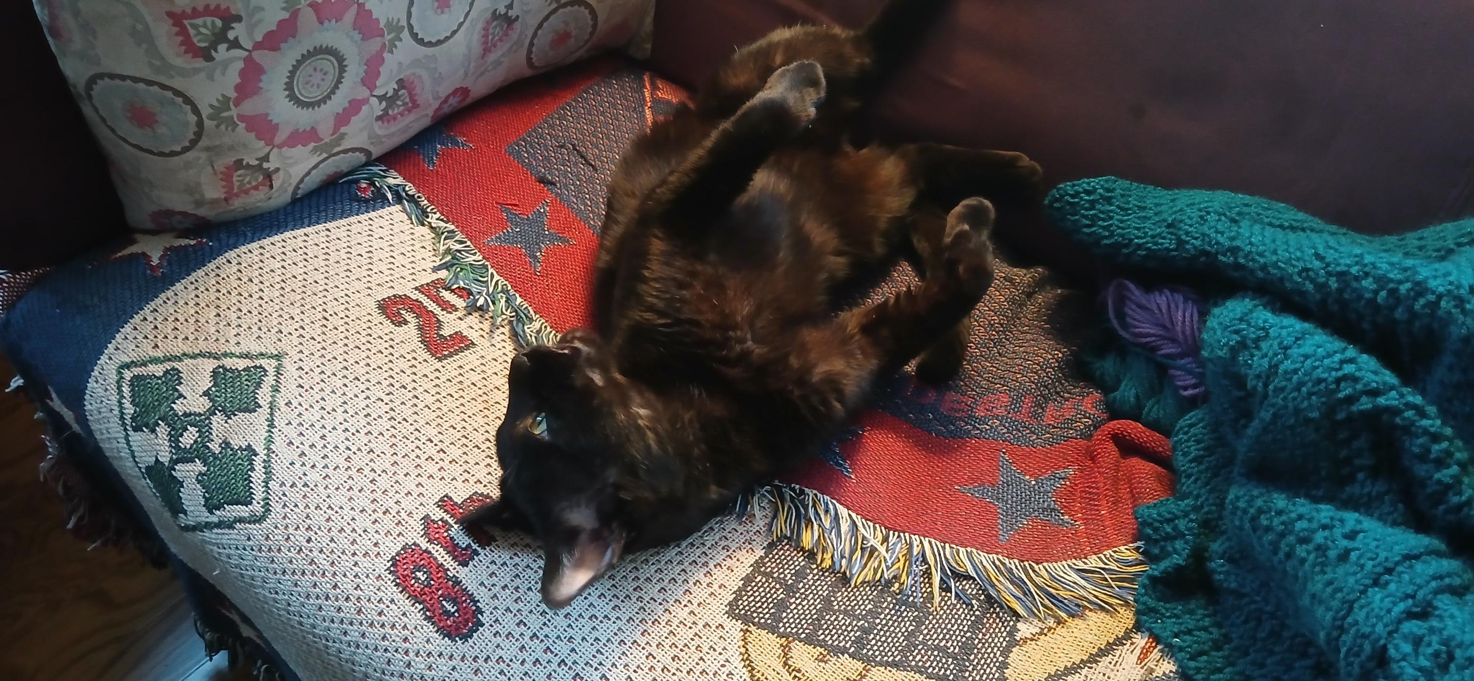 Benny, a ADOPTABLE Domestic Short Hair in Roslindale, MA image 4/4