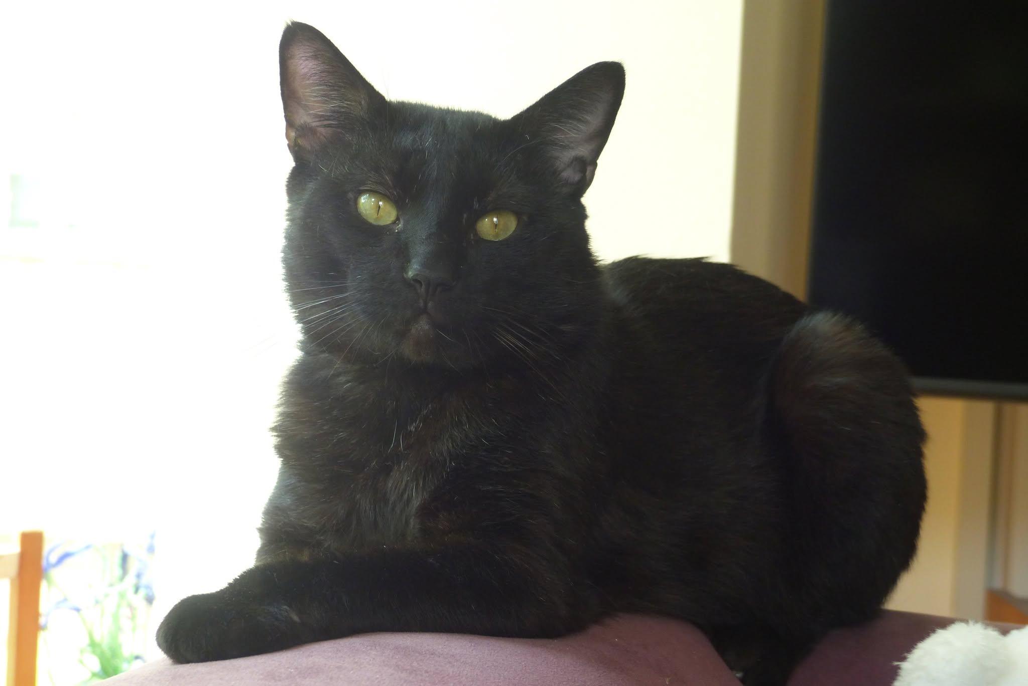 Enlarge Benny, a ADOPTABLE Domestic Short Hair in Roslindale, MA image 4/4