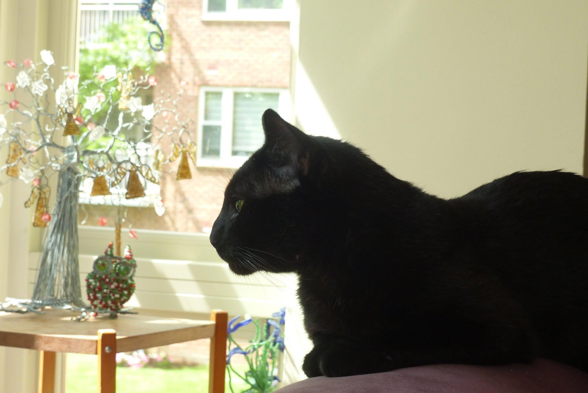 Enlarge Benny, a ADOPTABLE Domestic Short Hair in Roslindale, MA image 1/4