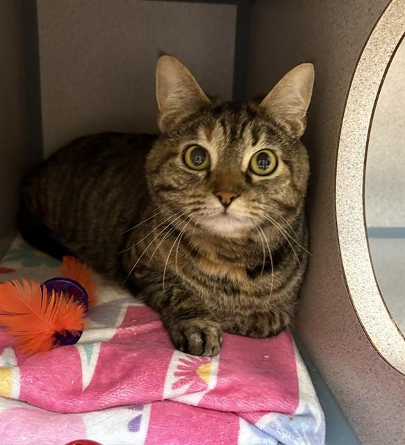Enlarge BETH, a Adoptable Domestic Short Hair in Aliquippa, PA image 1/1