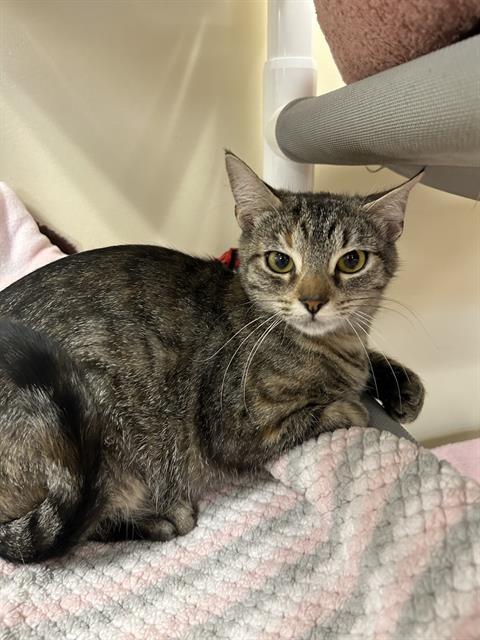 BETH, Adoptable, Adult Female Domestic Short Hair.