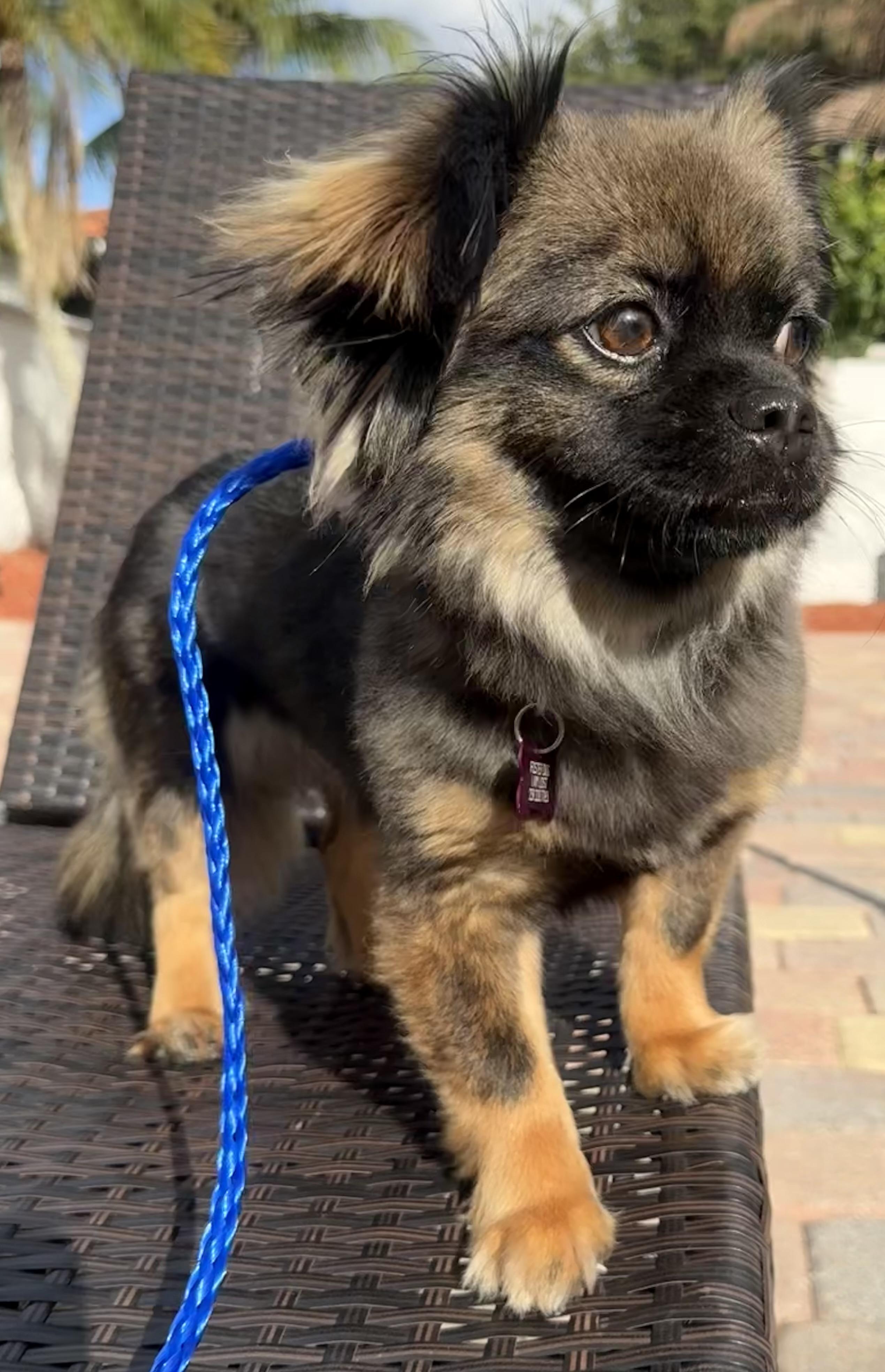 Nina, a Adoptable mixed breed in Cape Coral, FL image 3/6