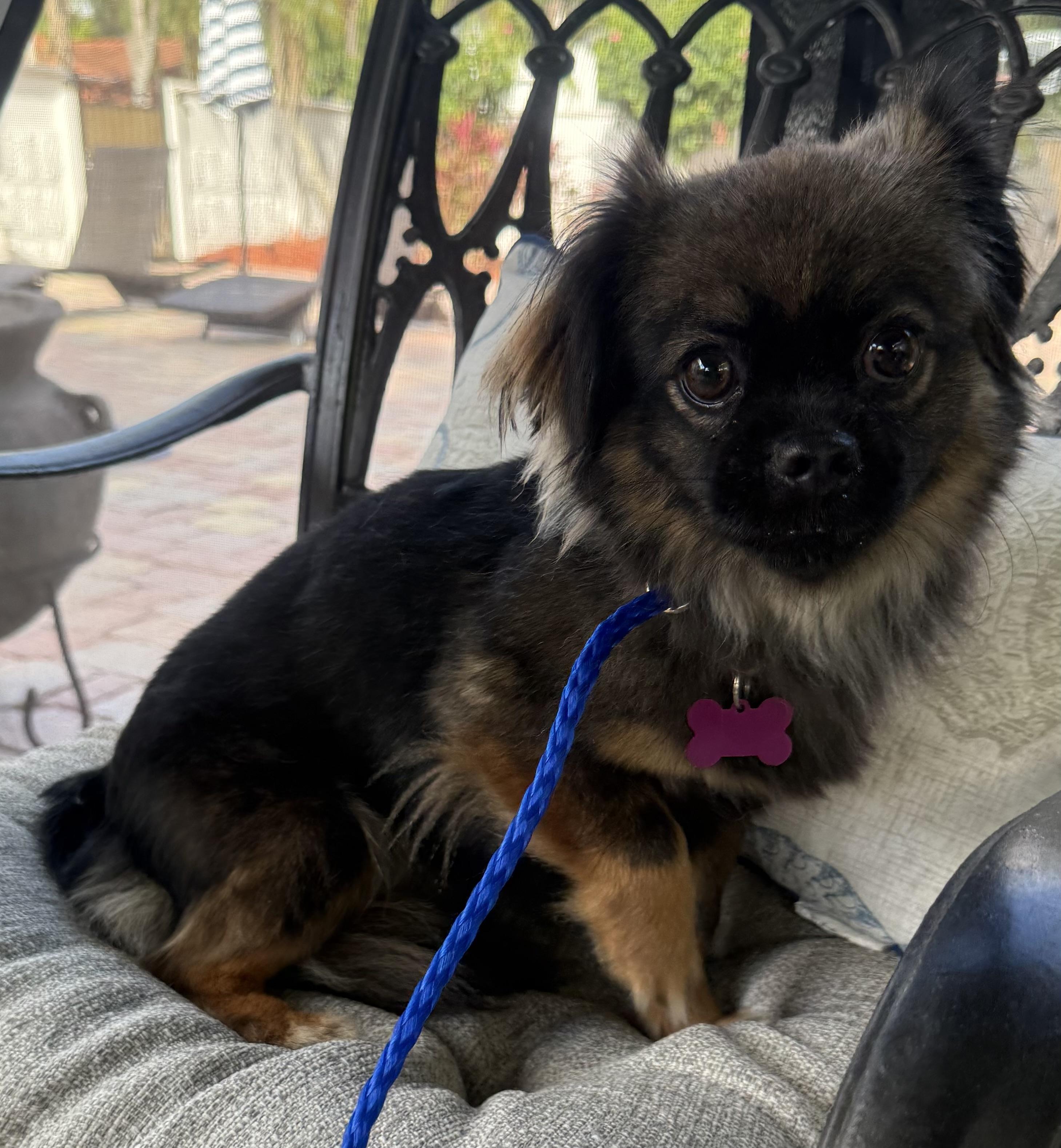 Nina, a Adoptable mixed breed in Cape Coral, FL image 4/6