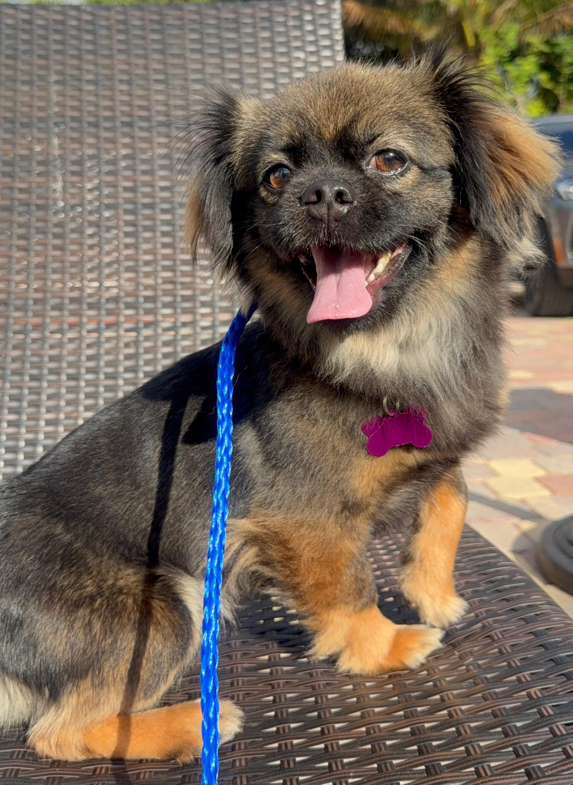 Nina, Adoptable, Young Female Pekingese & Tibetan Spaniel.