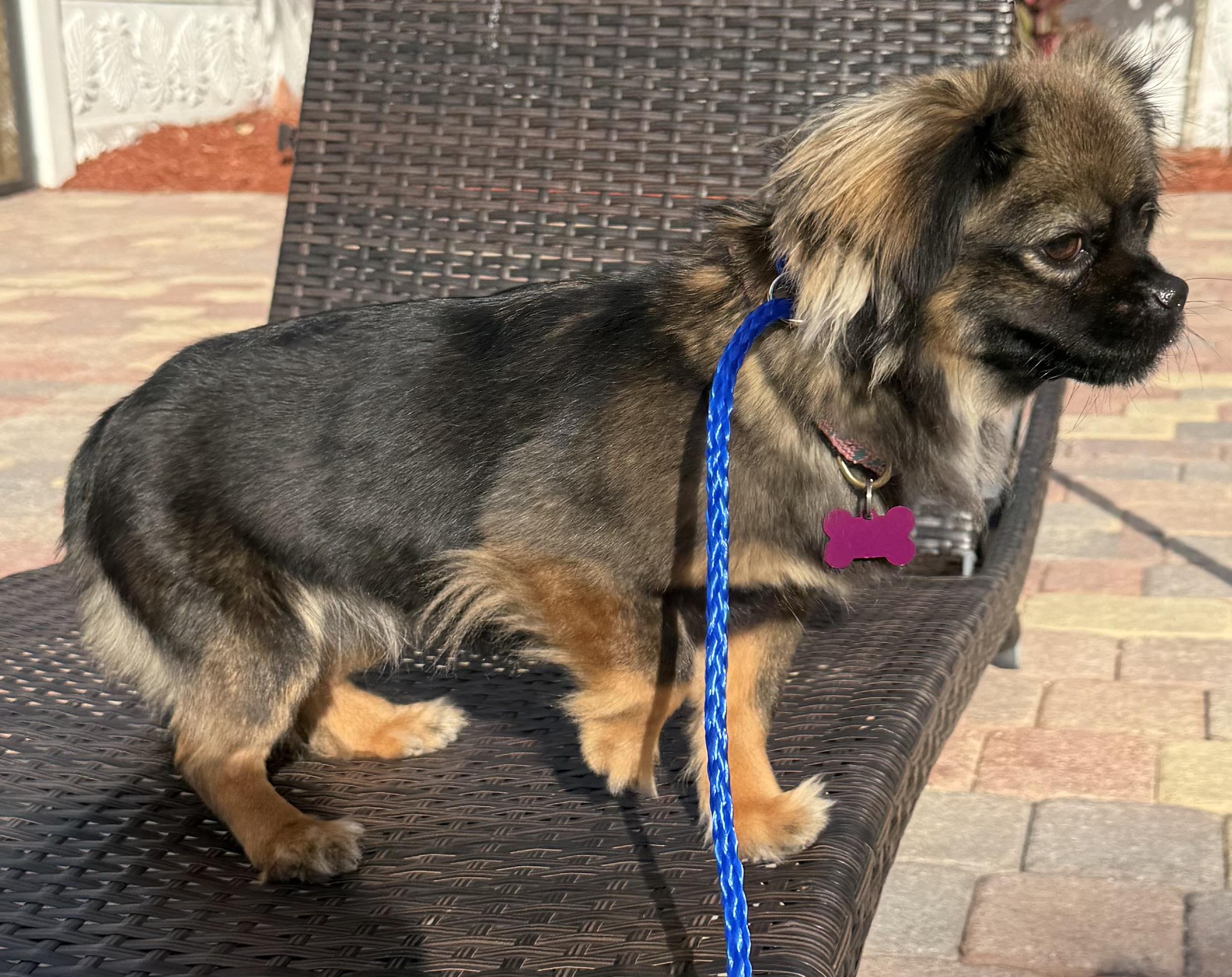 Nina, a Adoptable mixed breed in Cape Coral, FL image 5/6