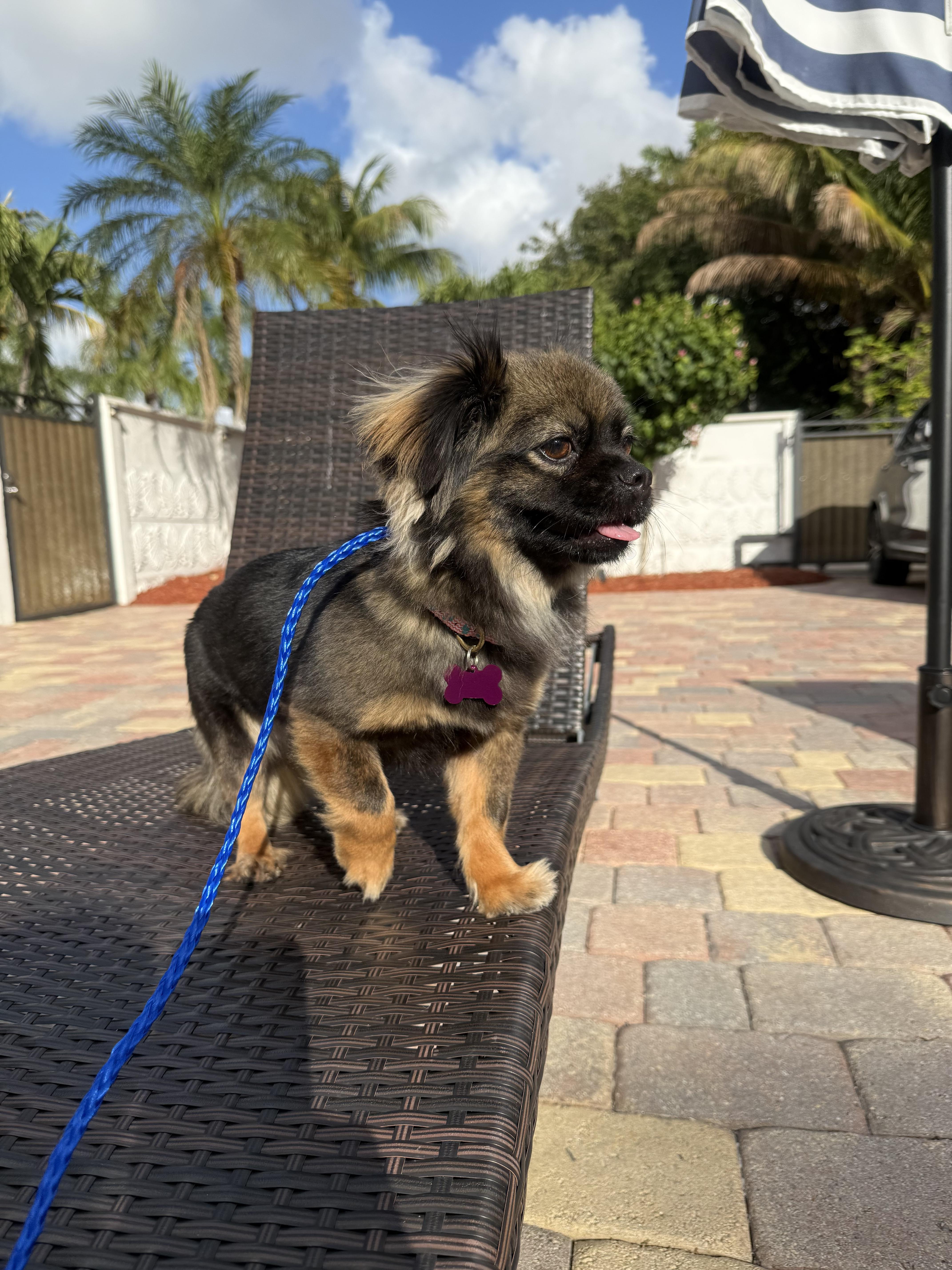 Nina, a Adoptable mixed breed in Cape Coral, FL image 2/6