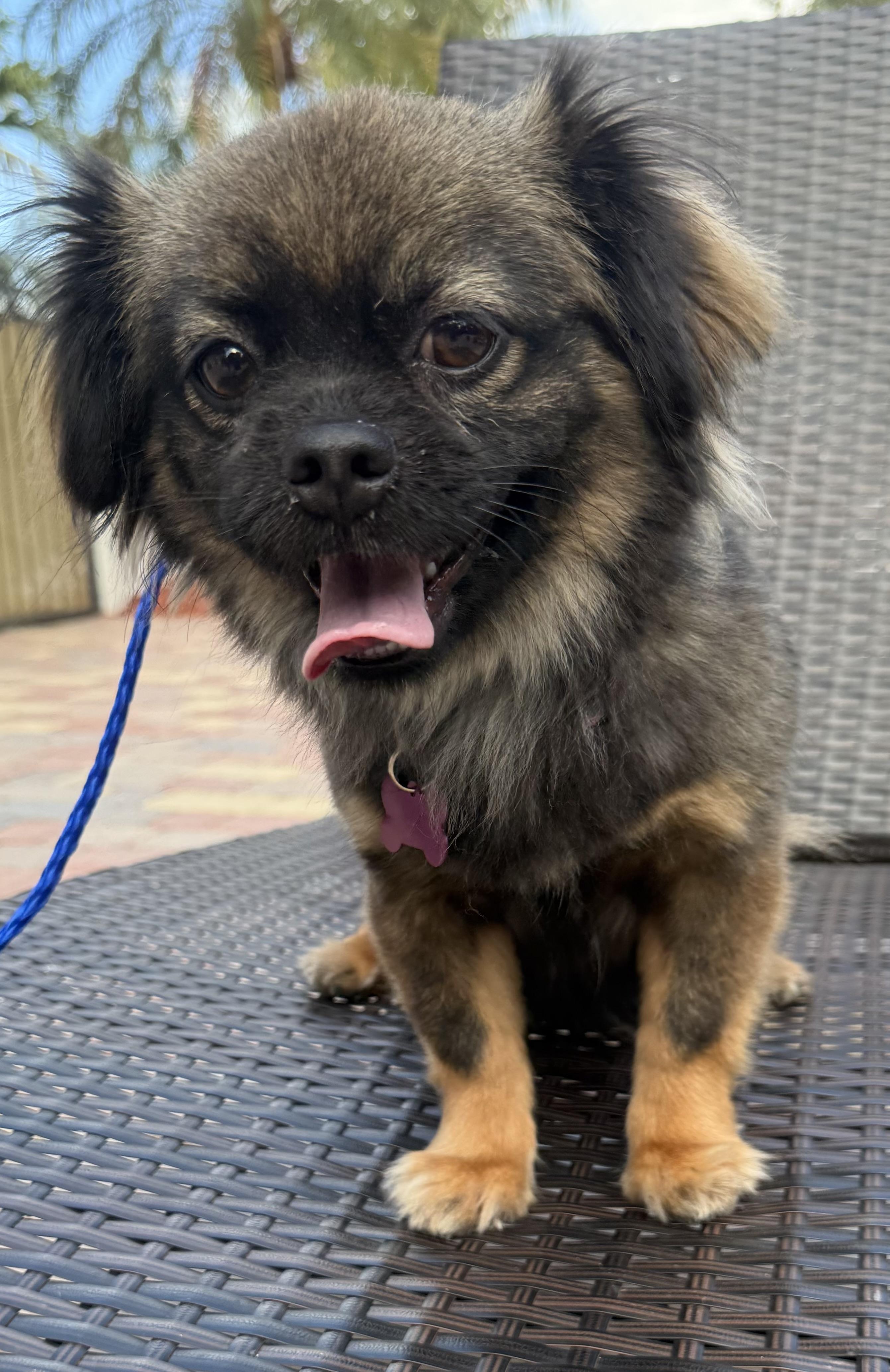 Nina, a Adoptable mixed breed in Cape Coral, FL image 6/6