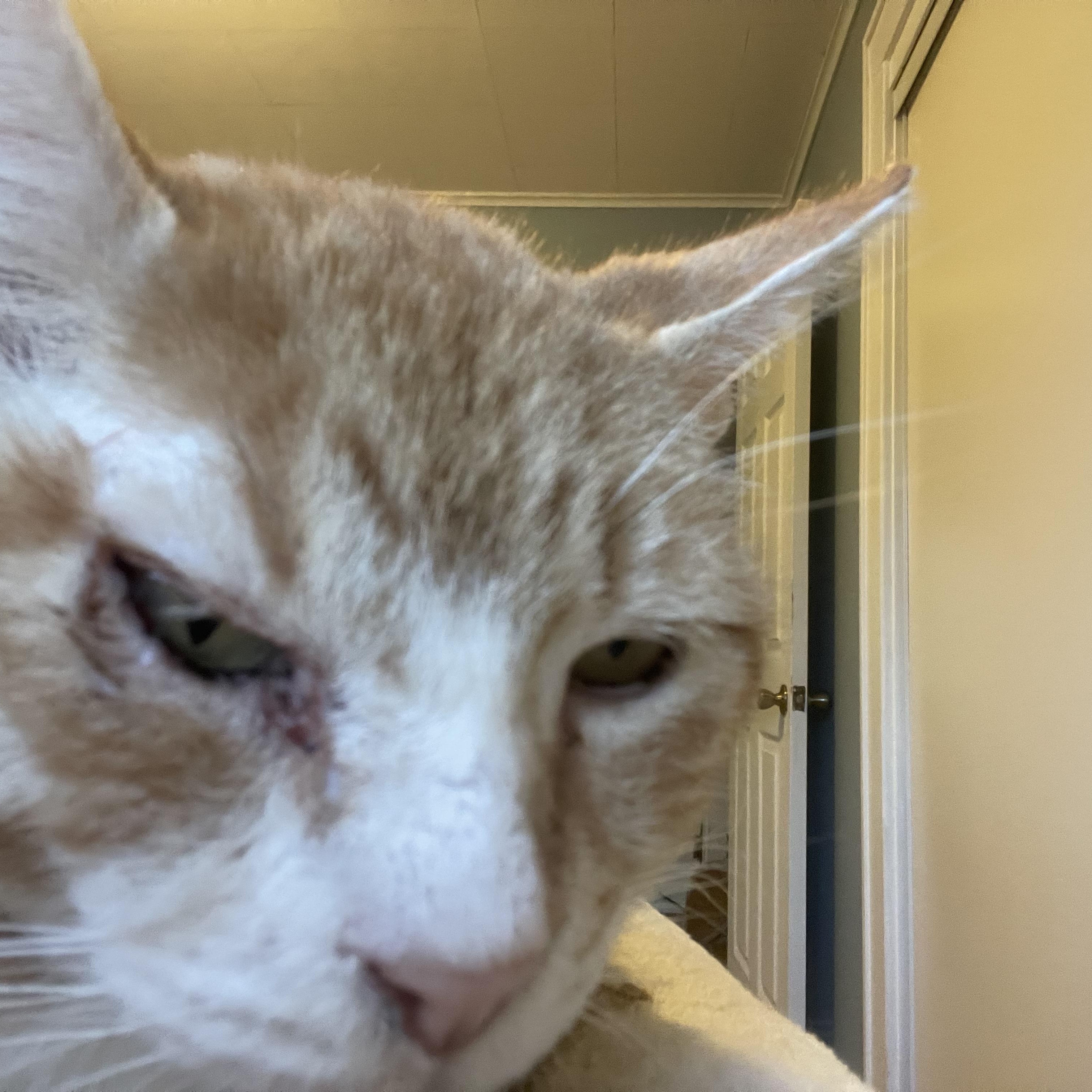 Enlarge Mr. FiFi, a Adoptable Domestic Short Hair in Troy, NY image 2/3