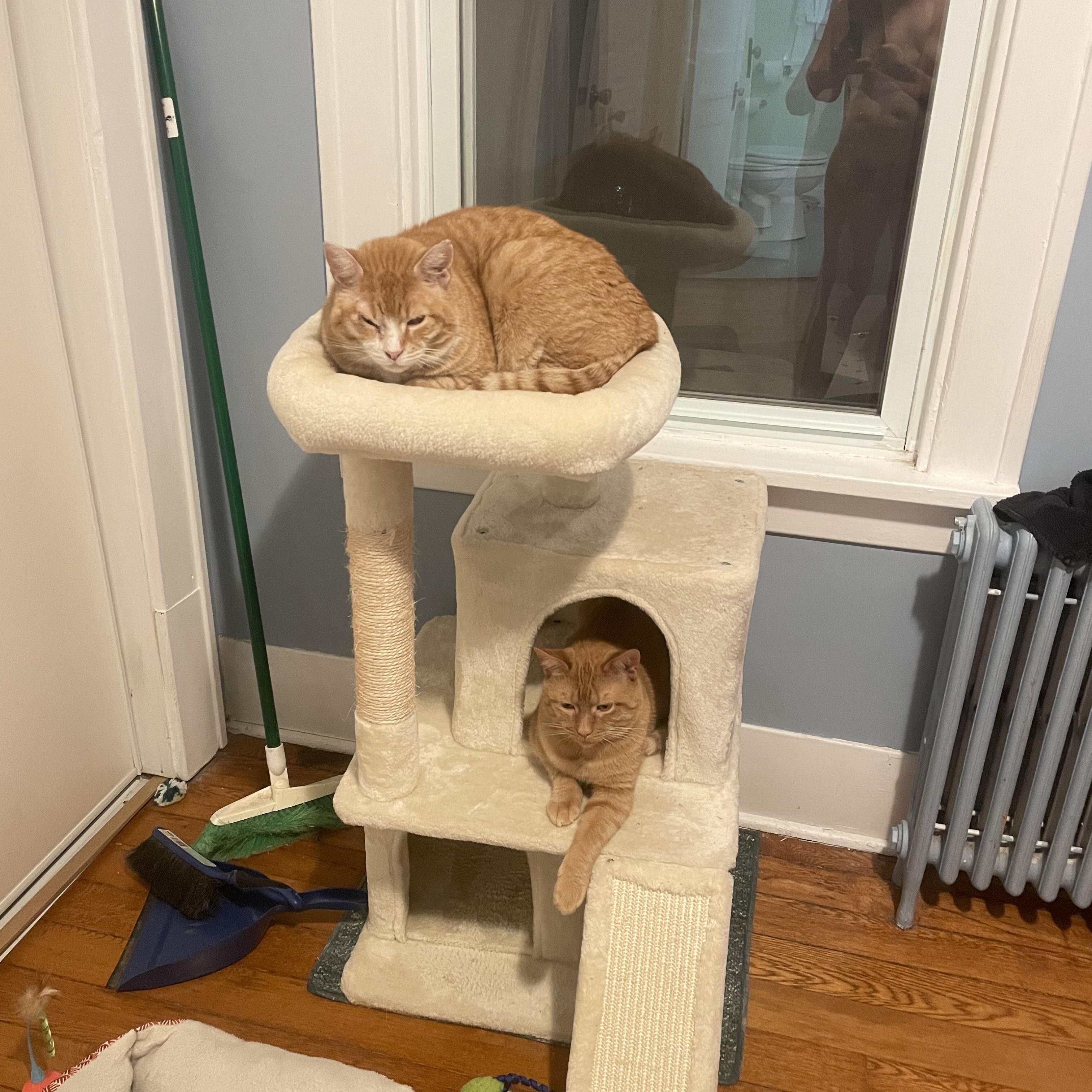 Enlarge Mr. FiFi, a Adoptable Domestic Short Hair in Troy, NY image 3/3