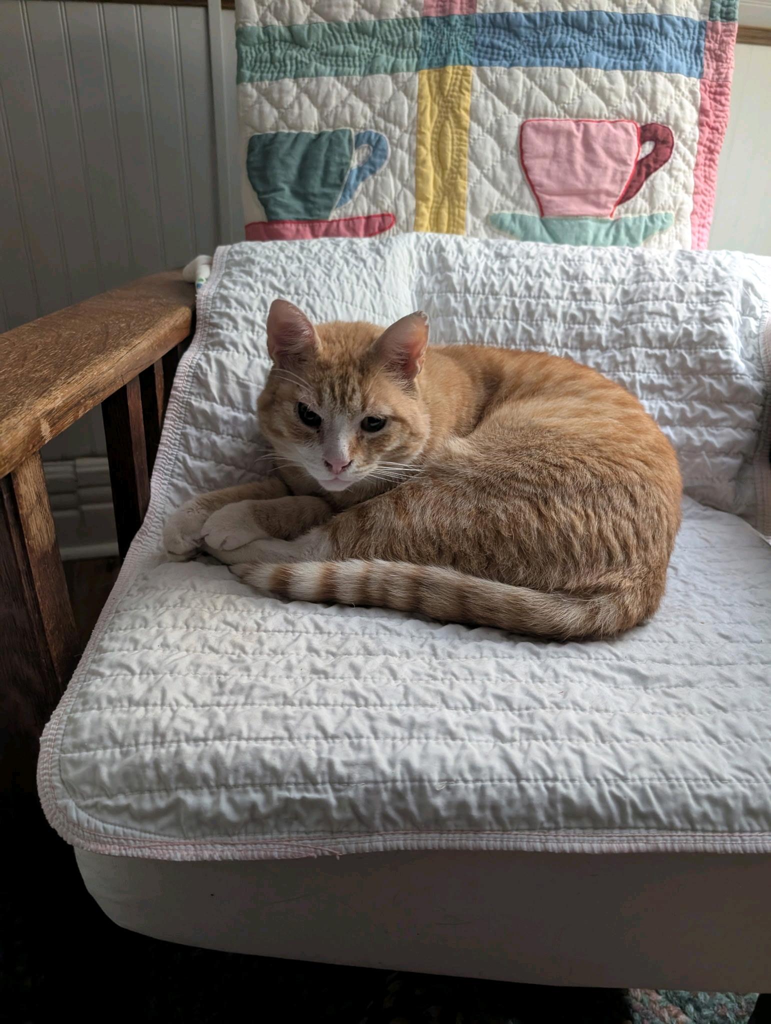 Enlarge Mr. FiFi, a Adoptable Domestic Short Hair in Troy, NY image 1/3