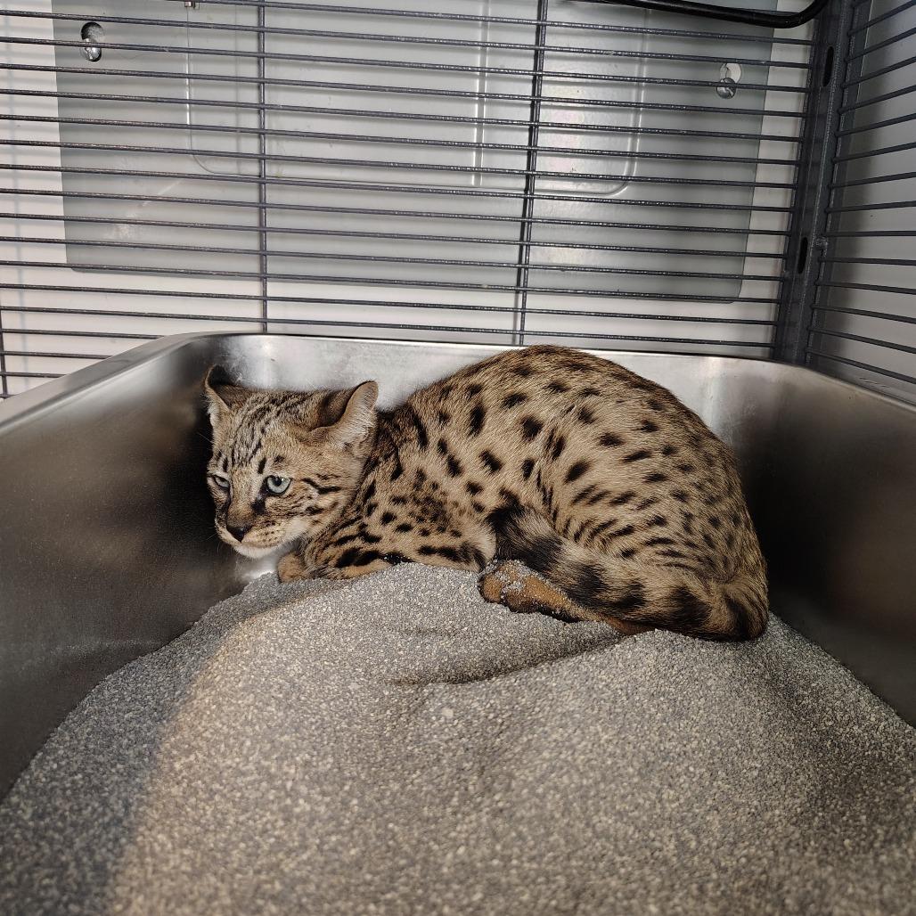 Enlarge Tarzan, a Adoptable Domestic Short Hair in Osawatomie, KS image 1/2