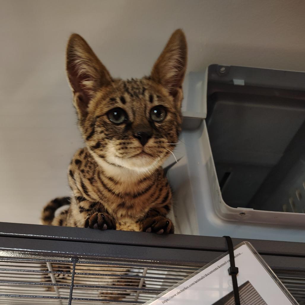 Enlarge Tarzan, a Adoptable Domestic Short Hair in Osawatomie, KS image 2/2