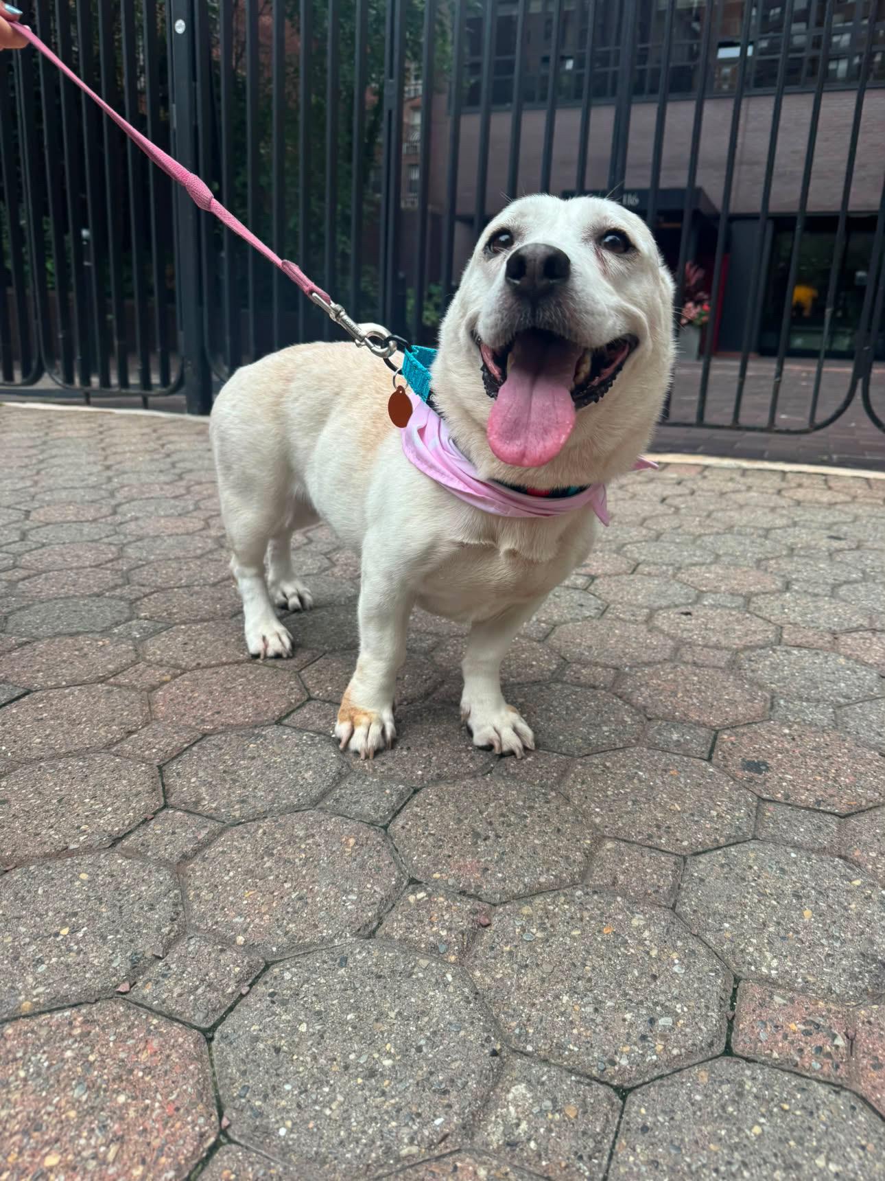 Enlarge Paulina, a Adoptable mixed breed in Brooklyn, NY image 3/6