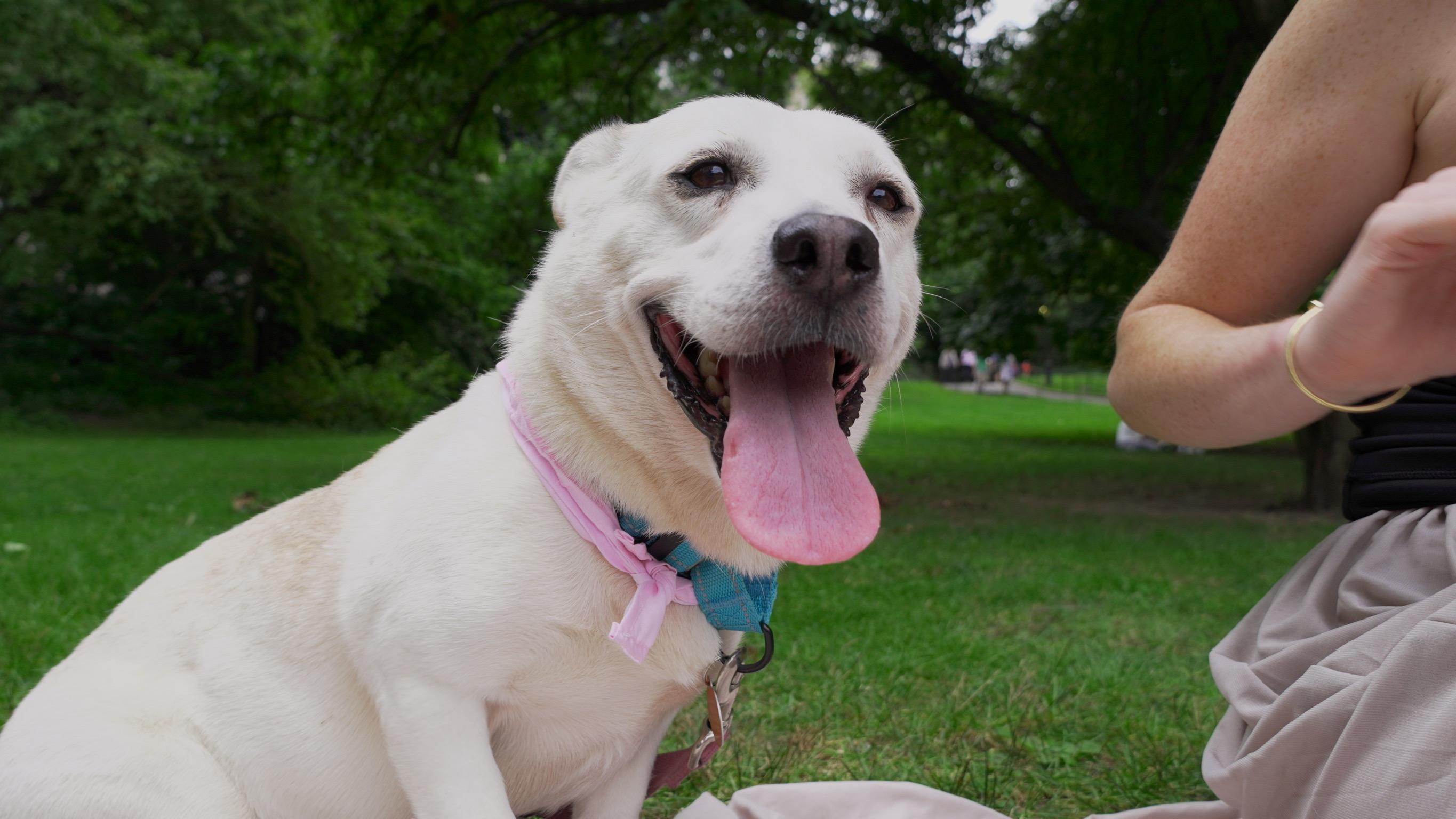 Paulina, ADOPTABLE, Adult • Female, Pembroke Welsh Corgi.