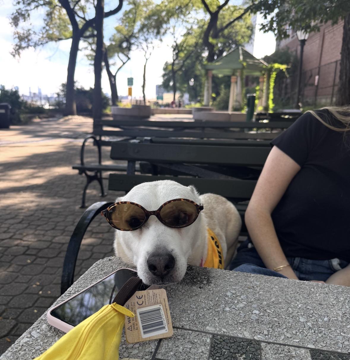 Enlarge Paulina, a Adoptable mixed breed in Brooklyn, NY image 2/6