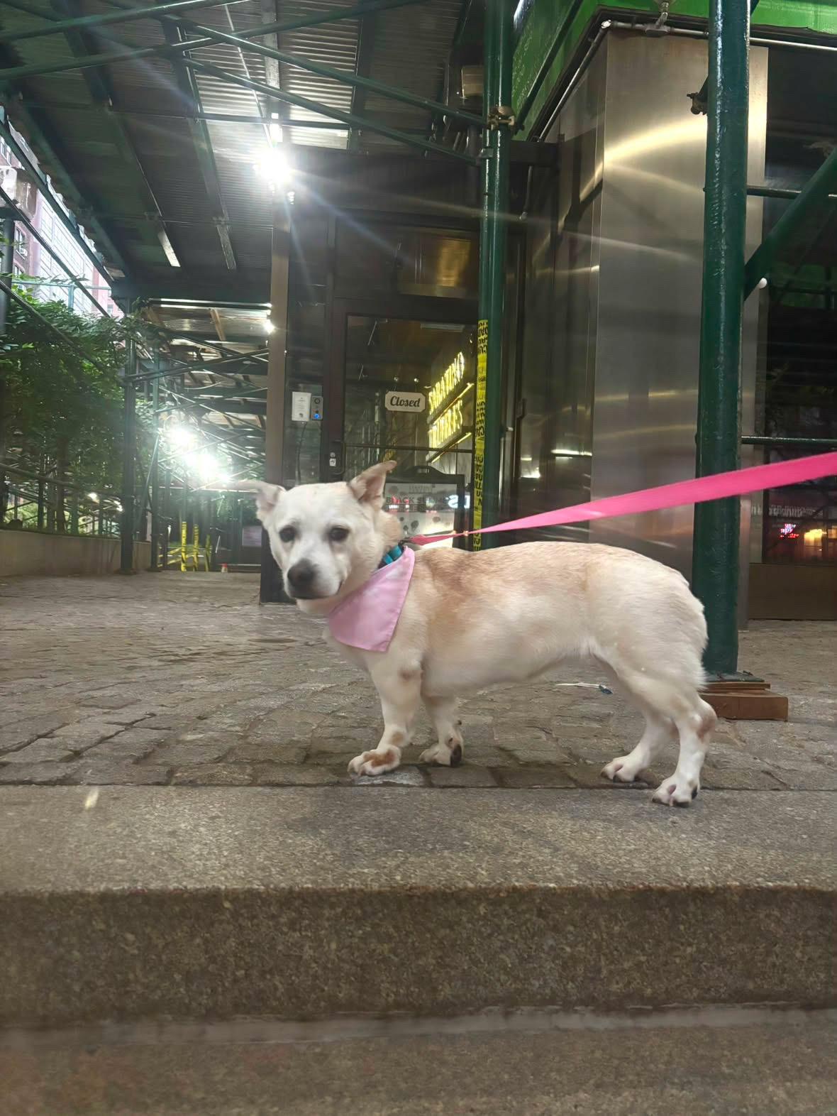 Enlarge Paulina, a Adoptable mixed breed in Brooklyn, NY image 5/6